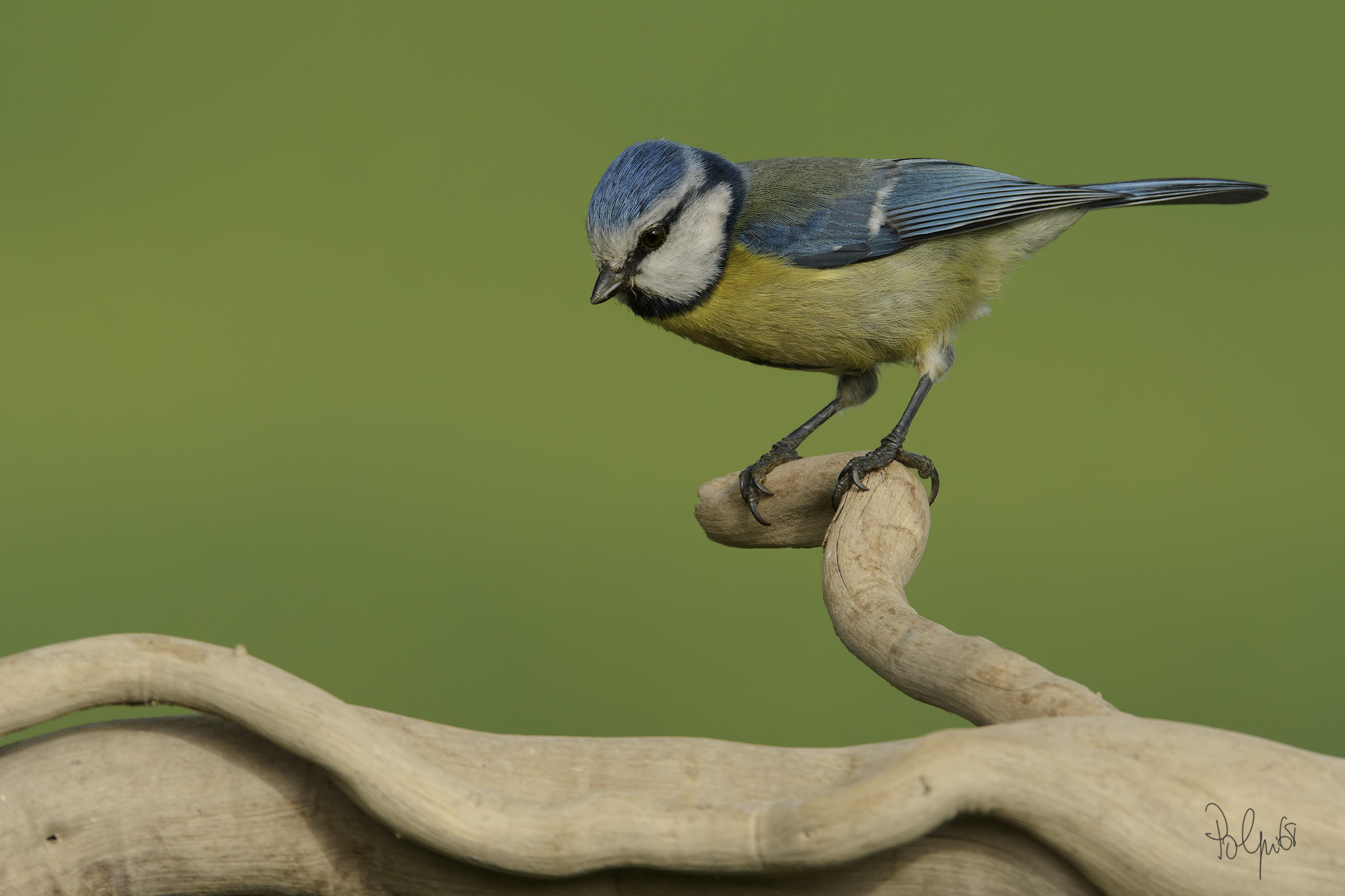 Sometimes just a perch