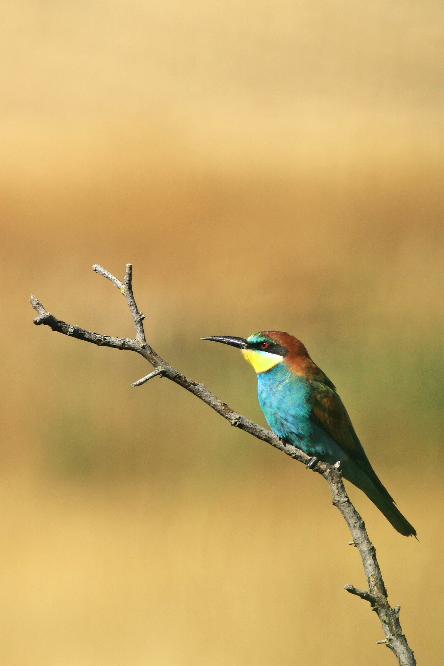 Bee eater