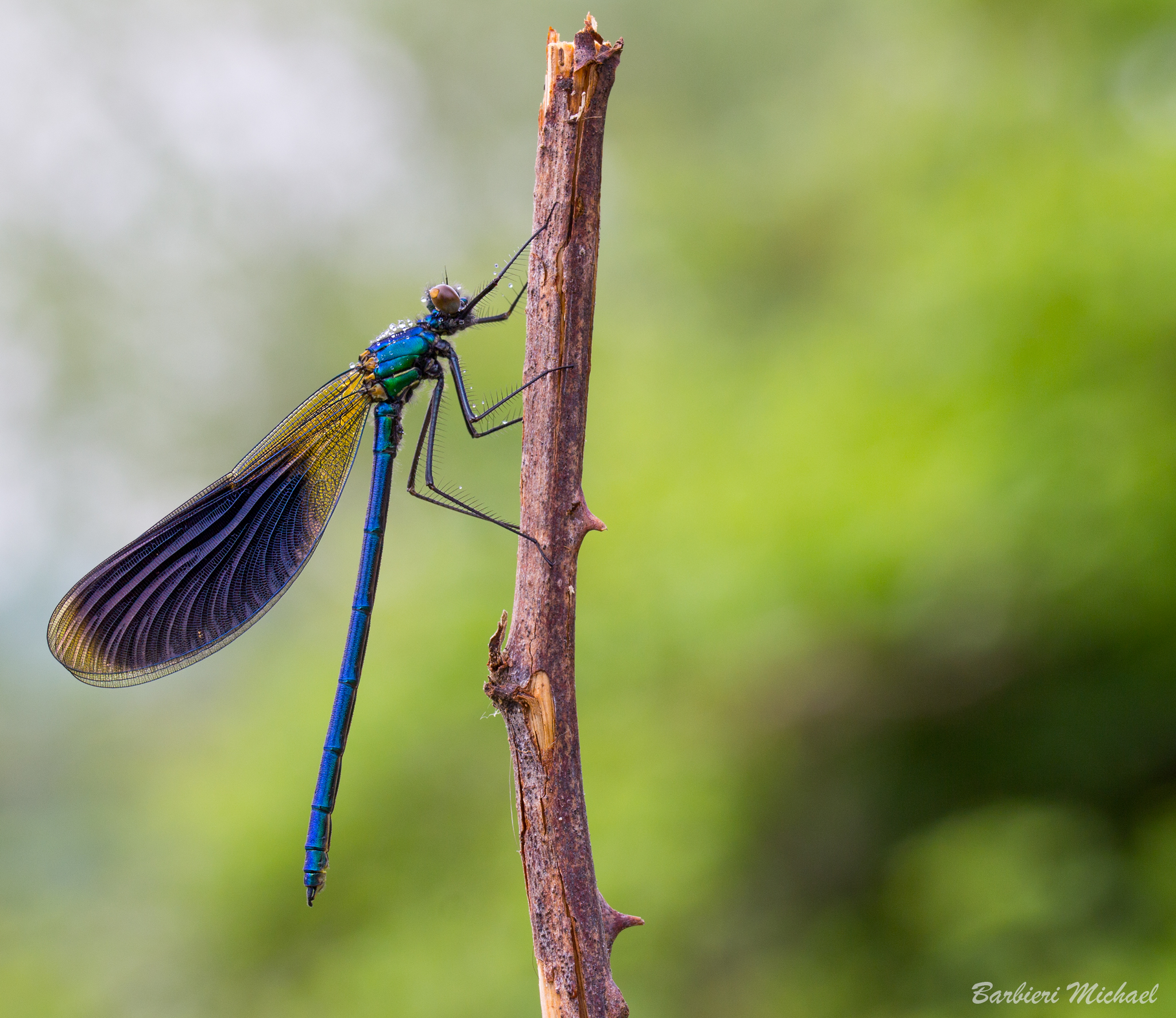 Calopteryx splendens