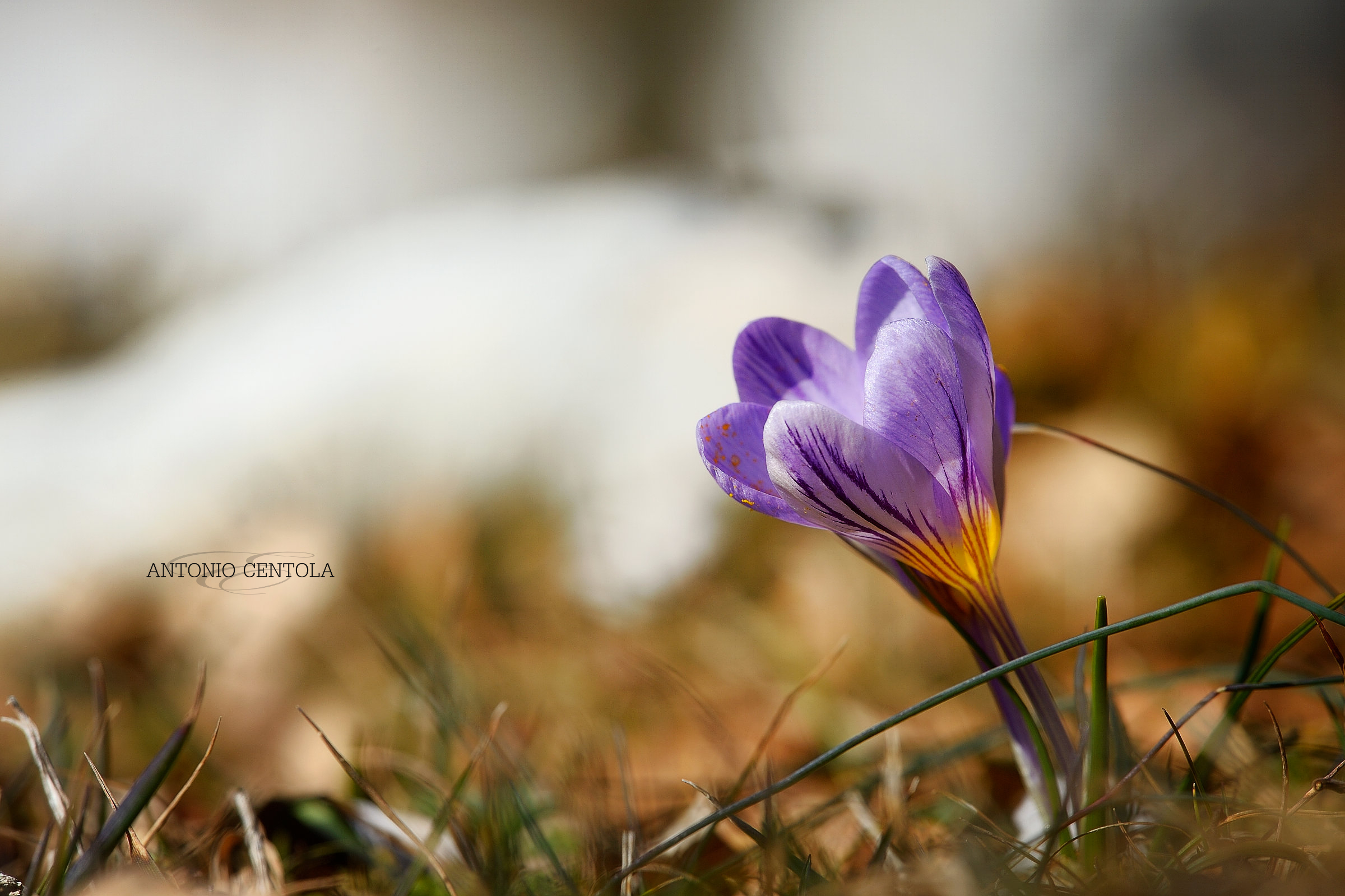 Crocus
