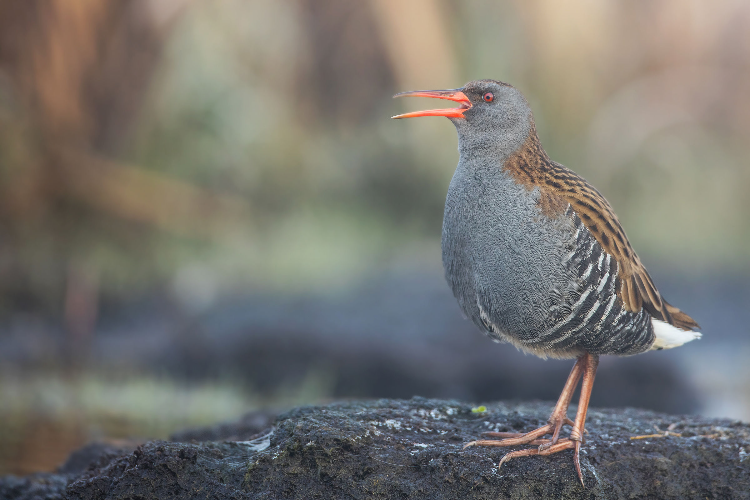 Water Rail
