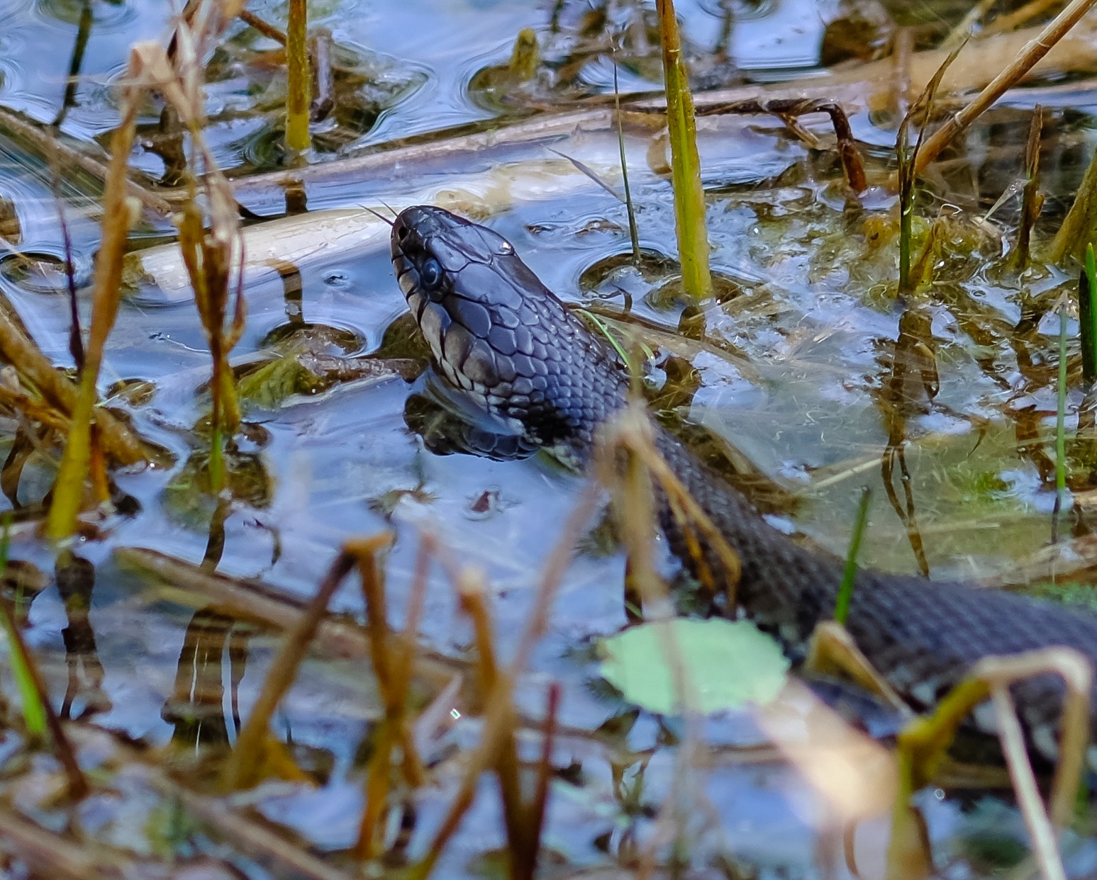 Natrix Natrix hunting for frogs