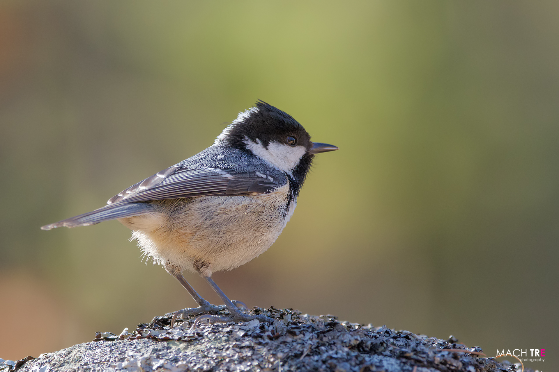 Coal Tit (Periparus ater)