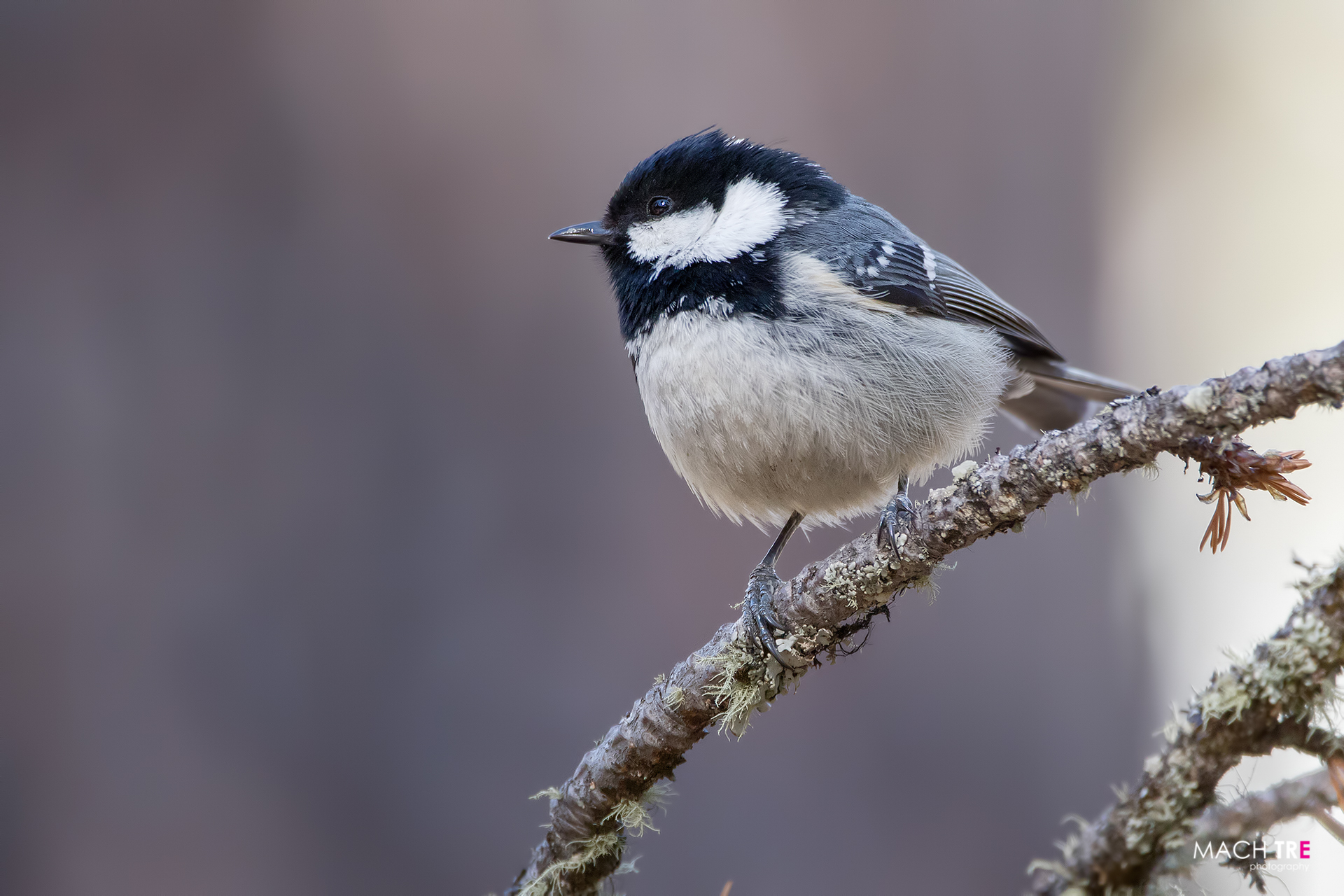 Cincia mora (Periparus ater)