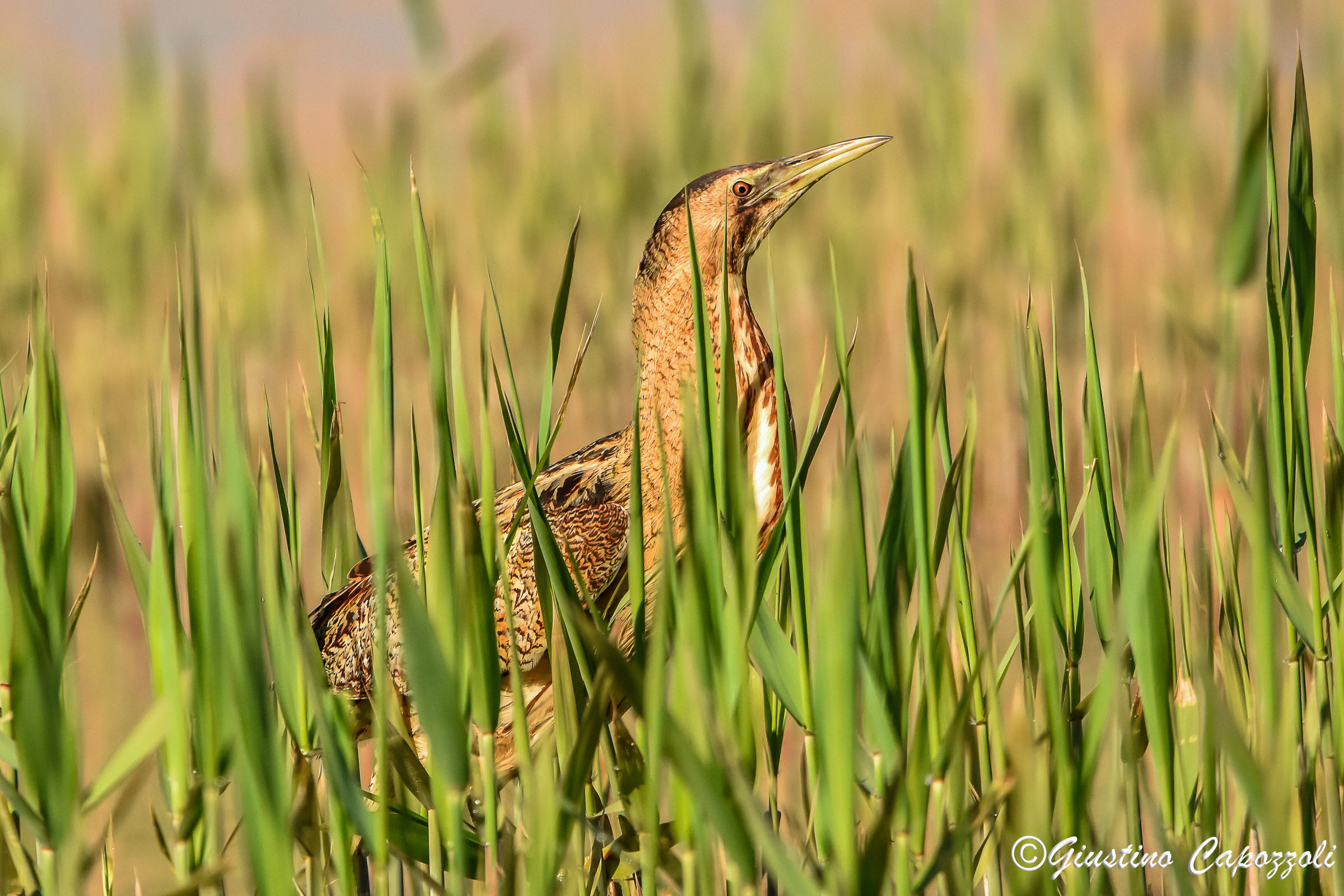 The Tarabusoil master of mimicry.
