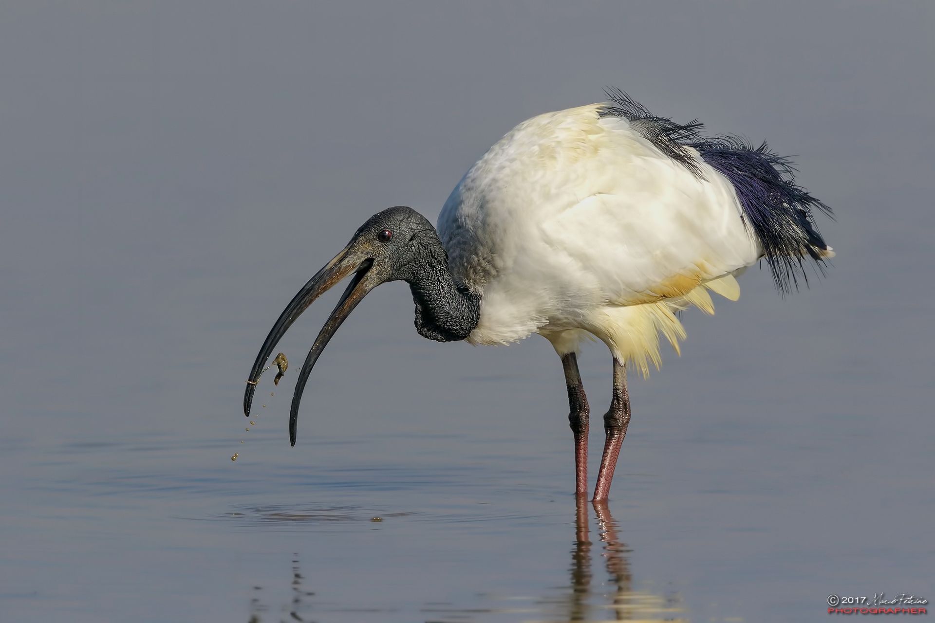 Sacred Ibis (Threskiornis aethiopicus) - Sacred Ibis