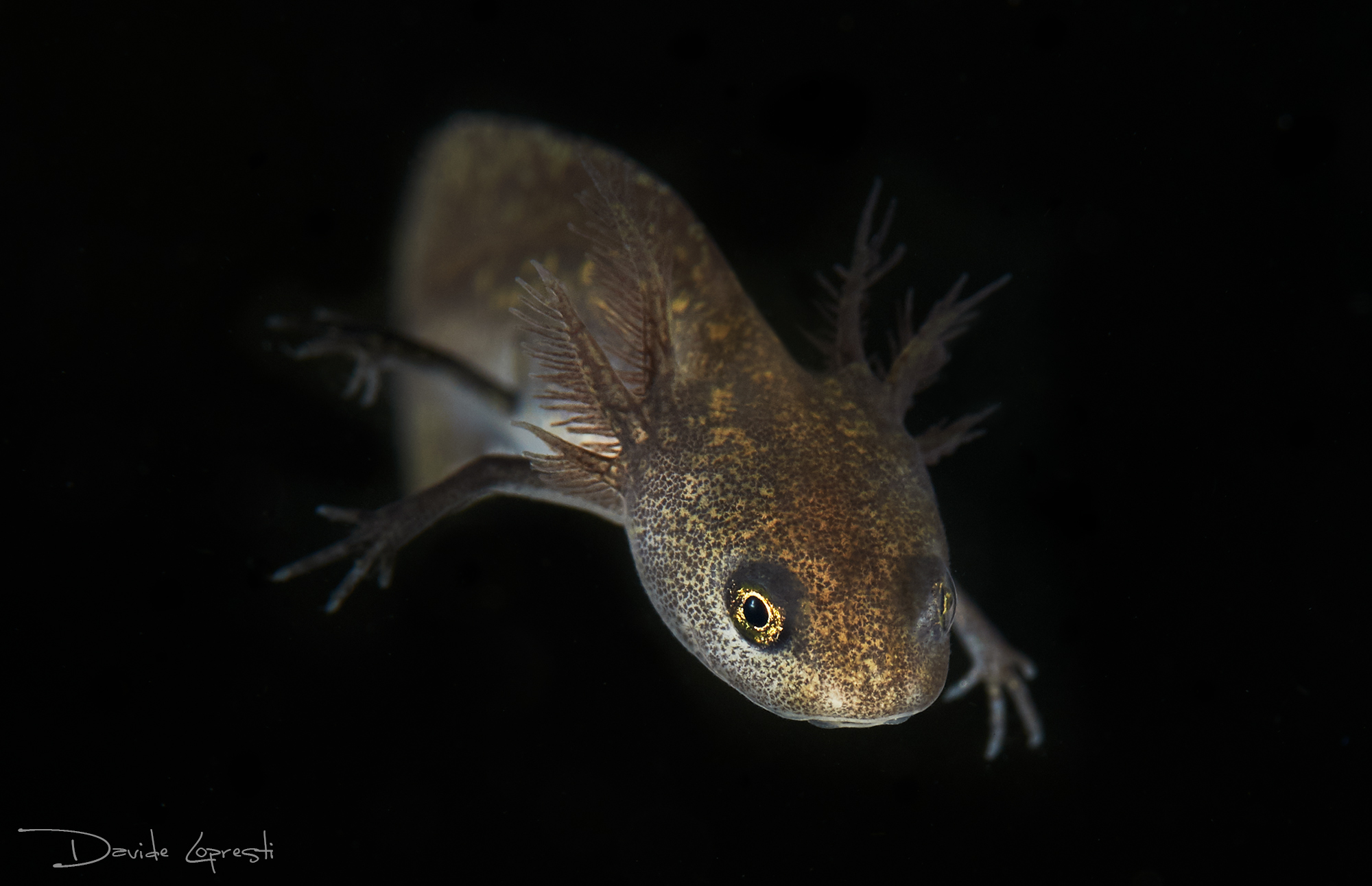 Larva of Triton Alpine