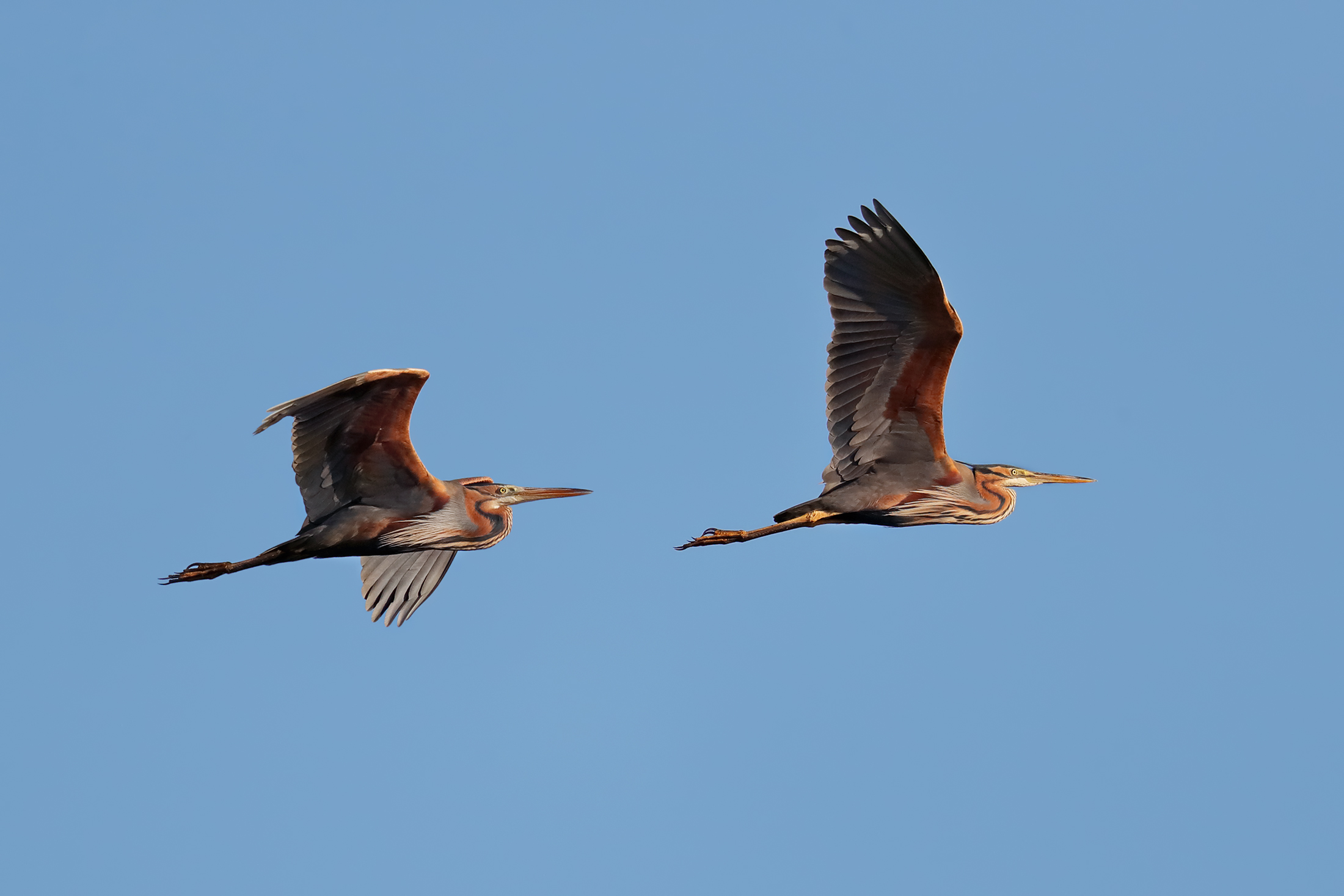 Purple Herons migrating at sunset