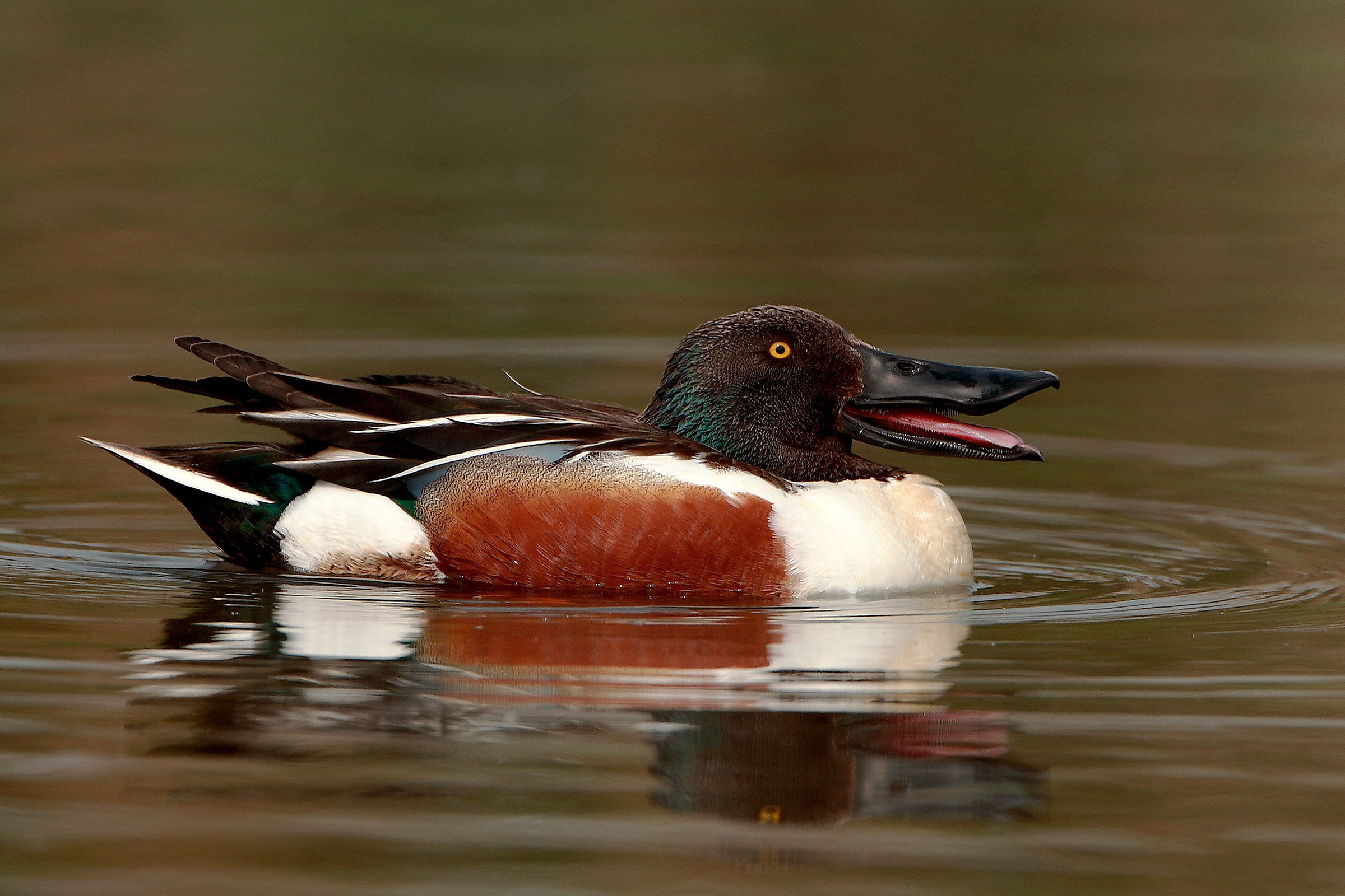 Ritratto di Mestolone.