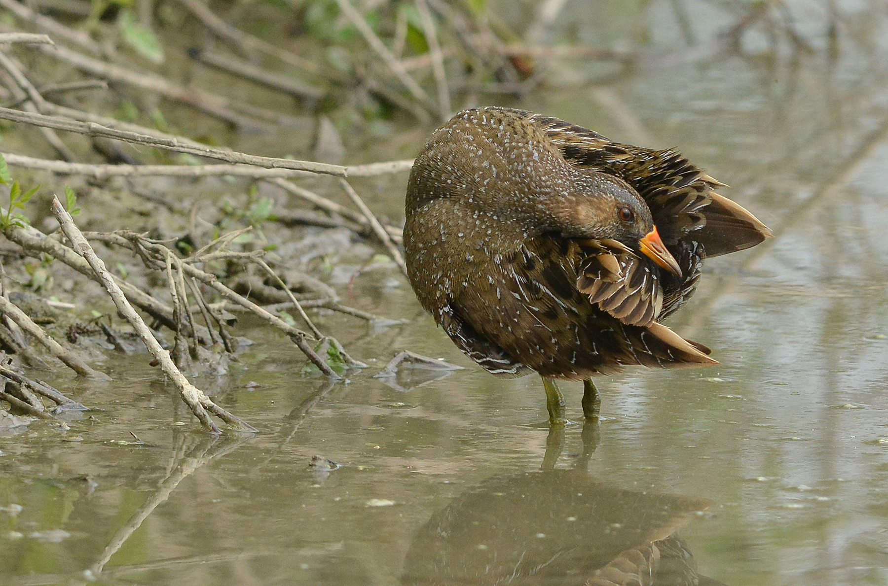 hygiene for the spotted crake
