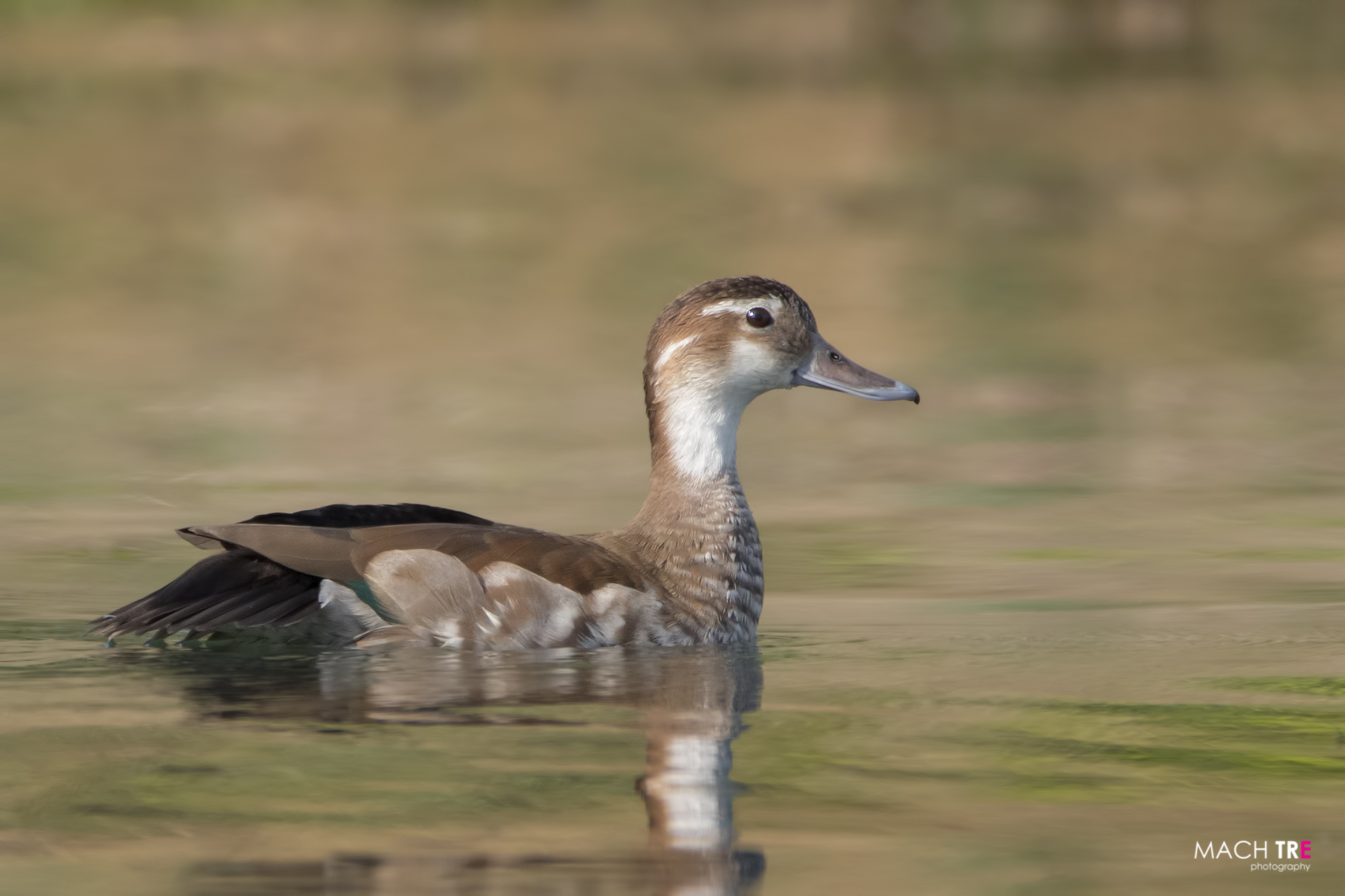Alzavola spallerosse (Callonetta leucophrys)
