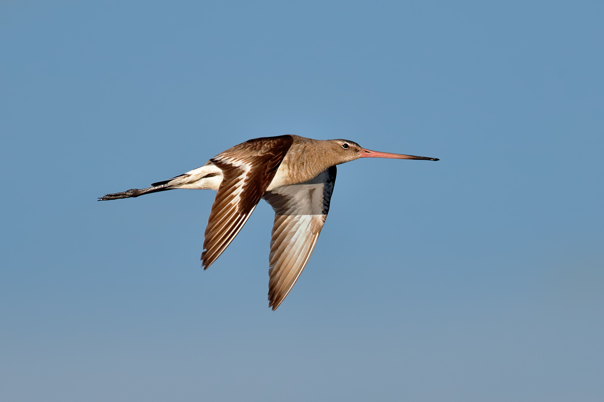Godwit - winter dress