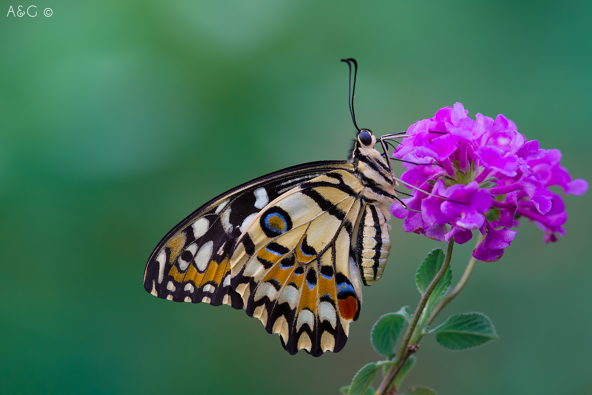 Papilio demoleus