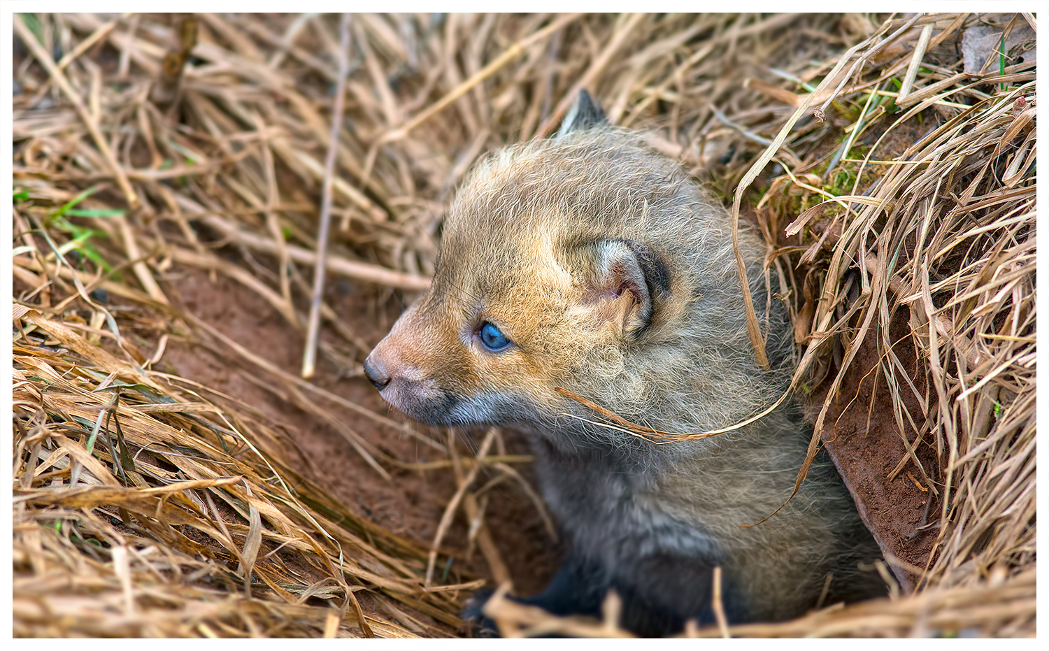 Who let the fox out ?