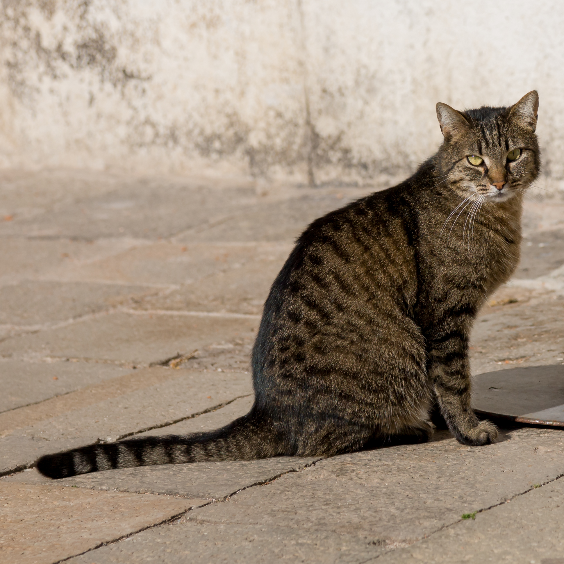 Venetian Cat