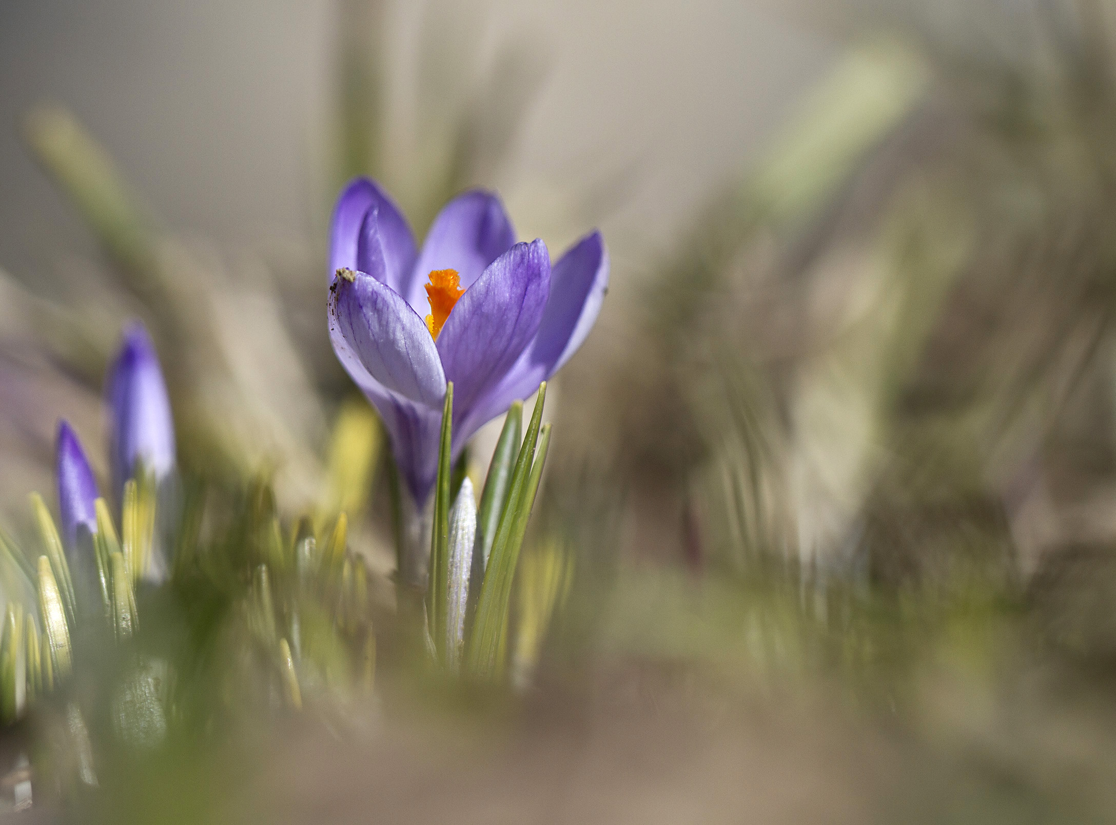 Crocus vernus