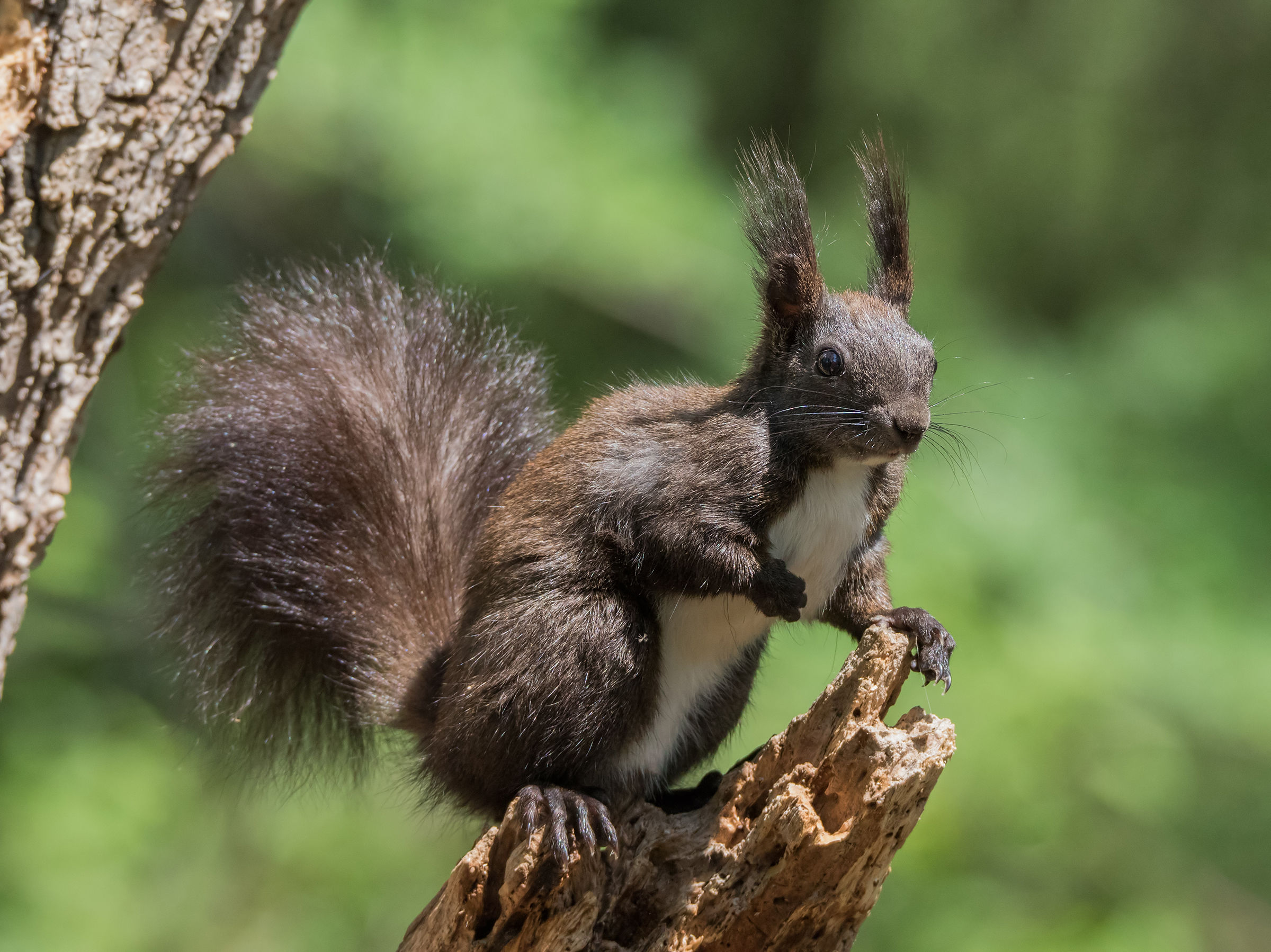 Best wishes for a happy Easter to all Forum