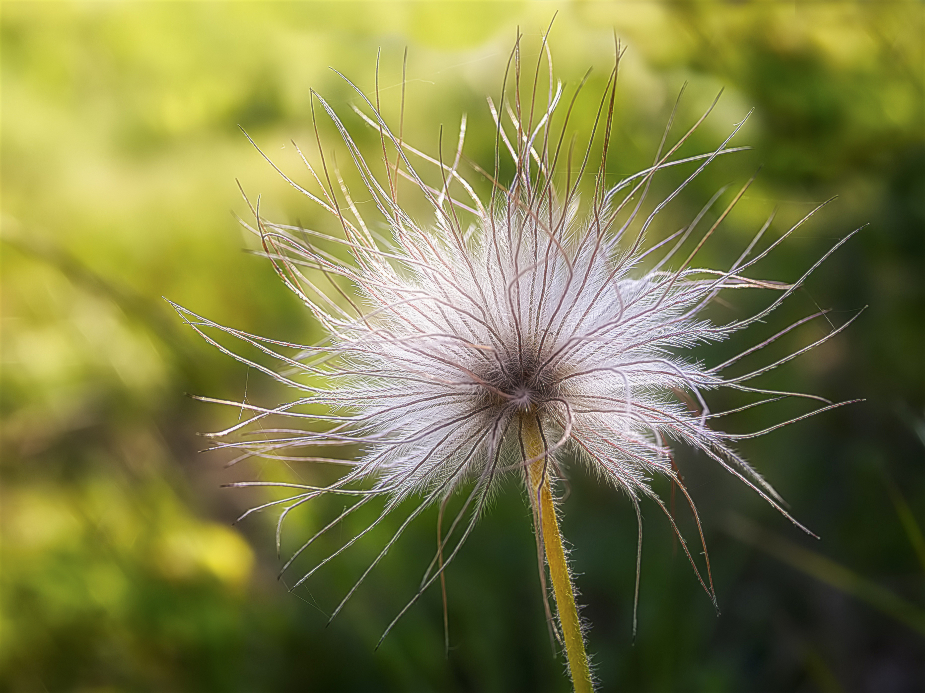 How it is finished Pulsatilla ??