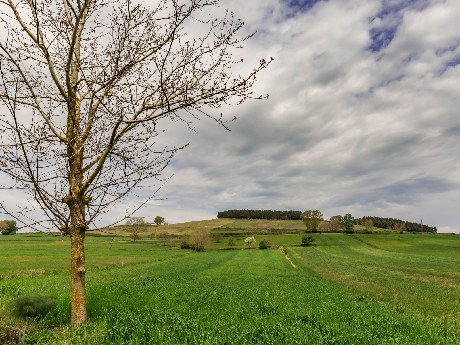 La collina alberata (Ricadi - VV)