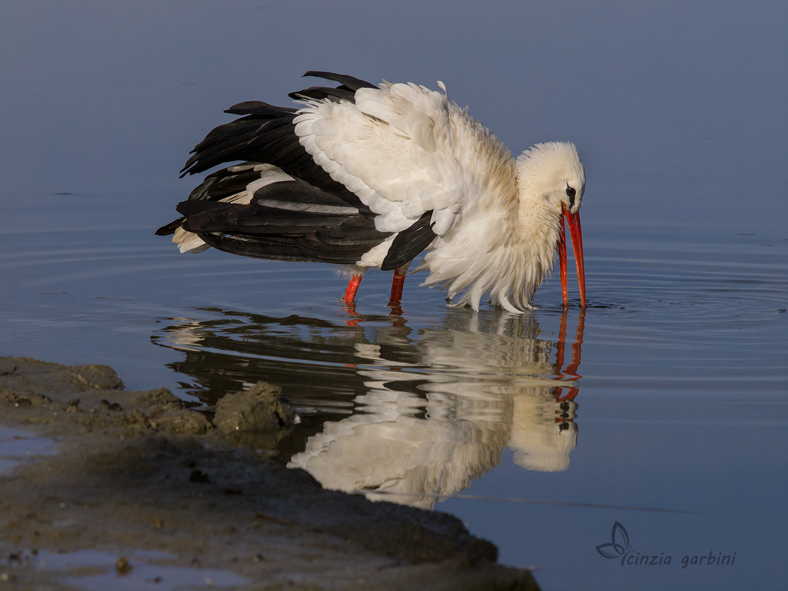white stork