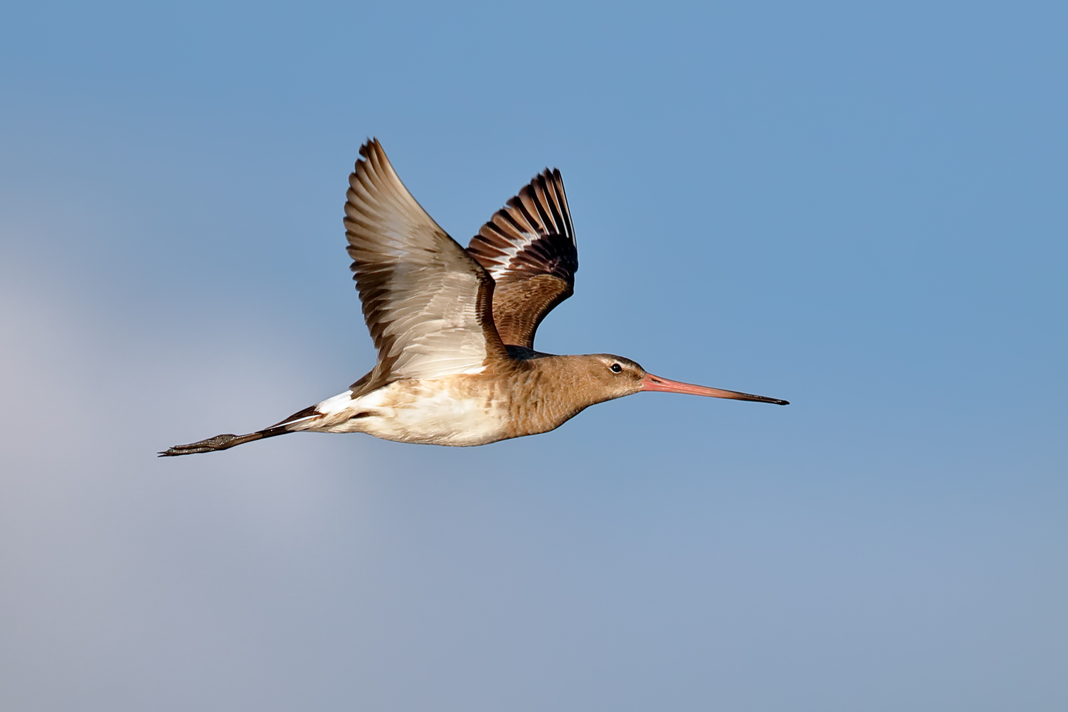 Pittima reale - abito invernale 2