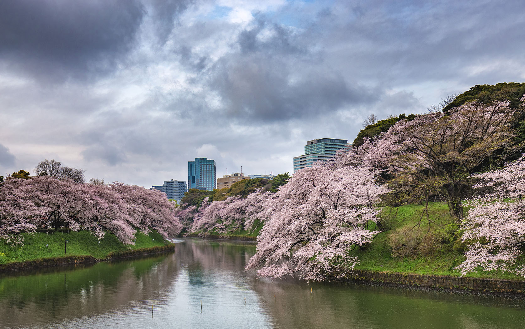 Chidorigafuchi in bloom