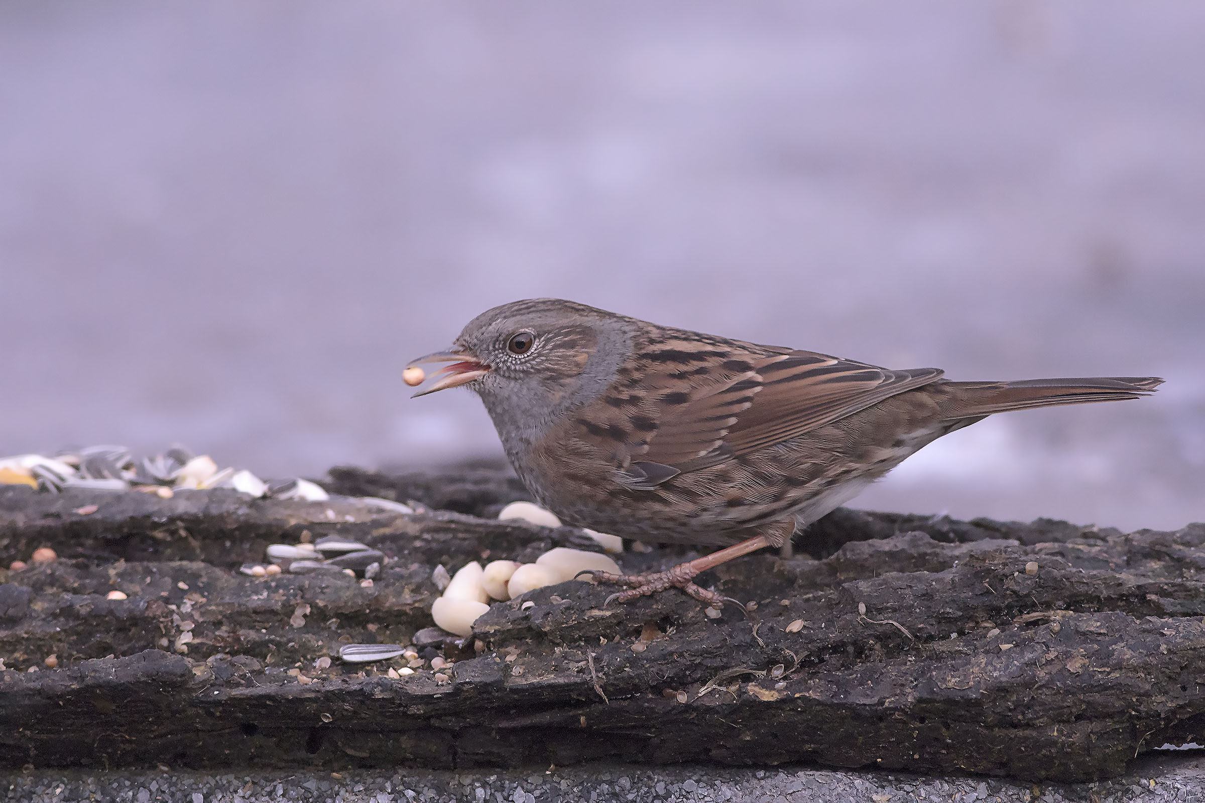 dunnock