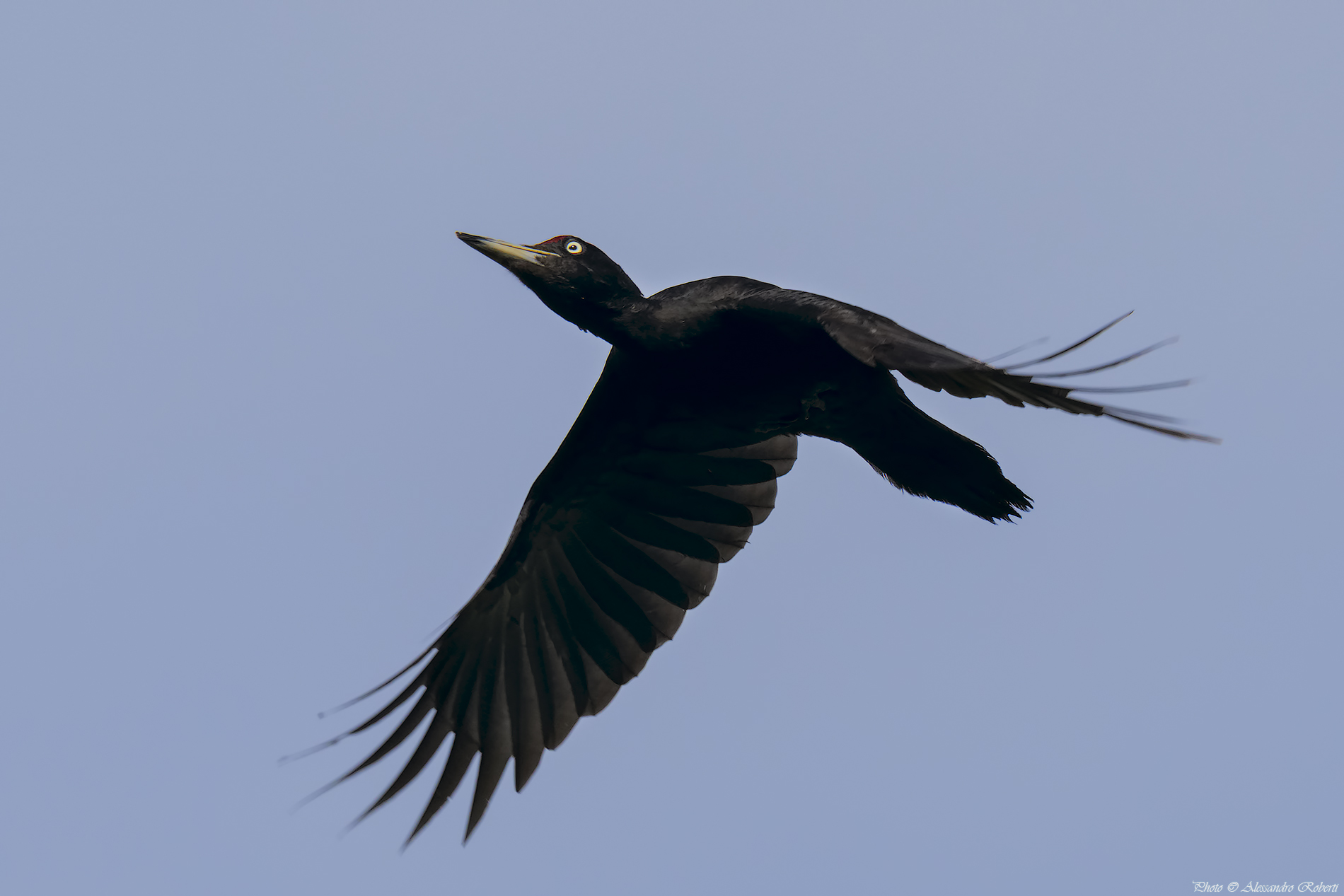 Picchio nero (Dryocopus martius)