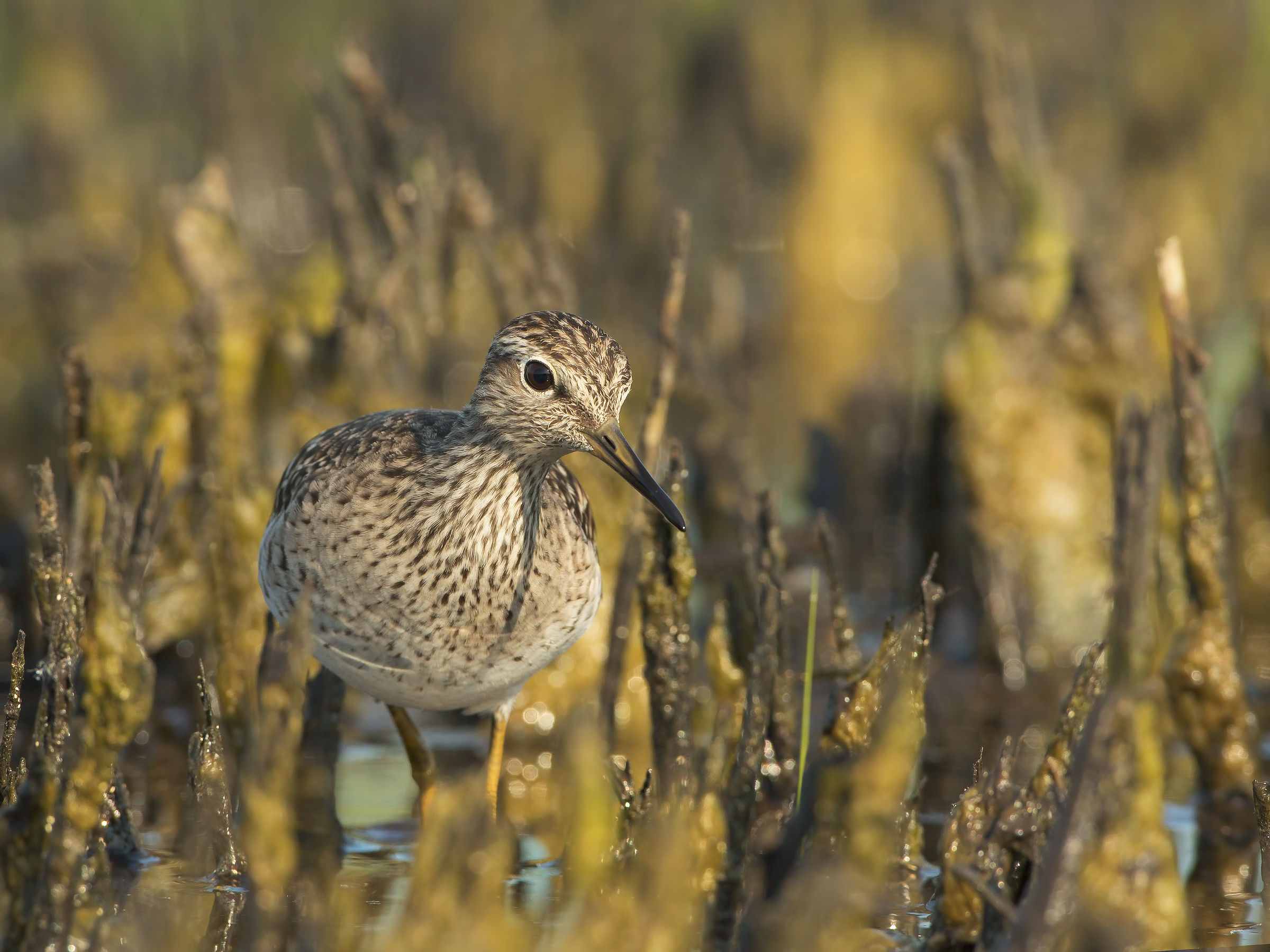 piro piro sandpiper and again ... pyro!