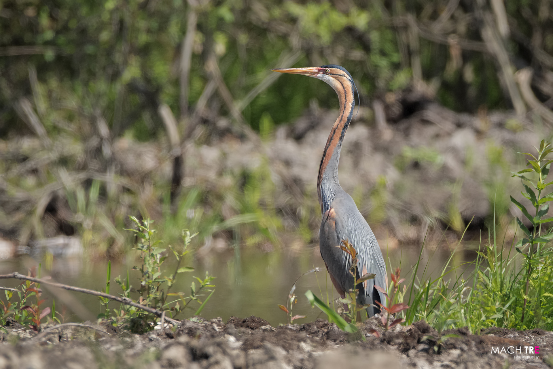 Airone rosso (Ardea purpurea)