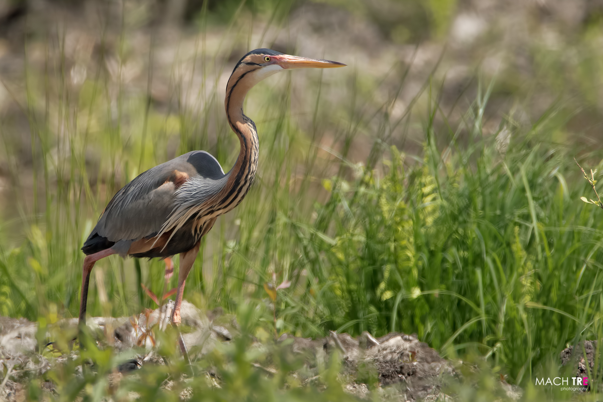 Airone rosso (Ardea purpurea)