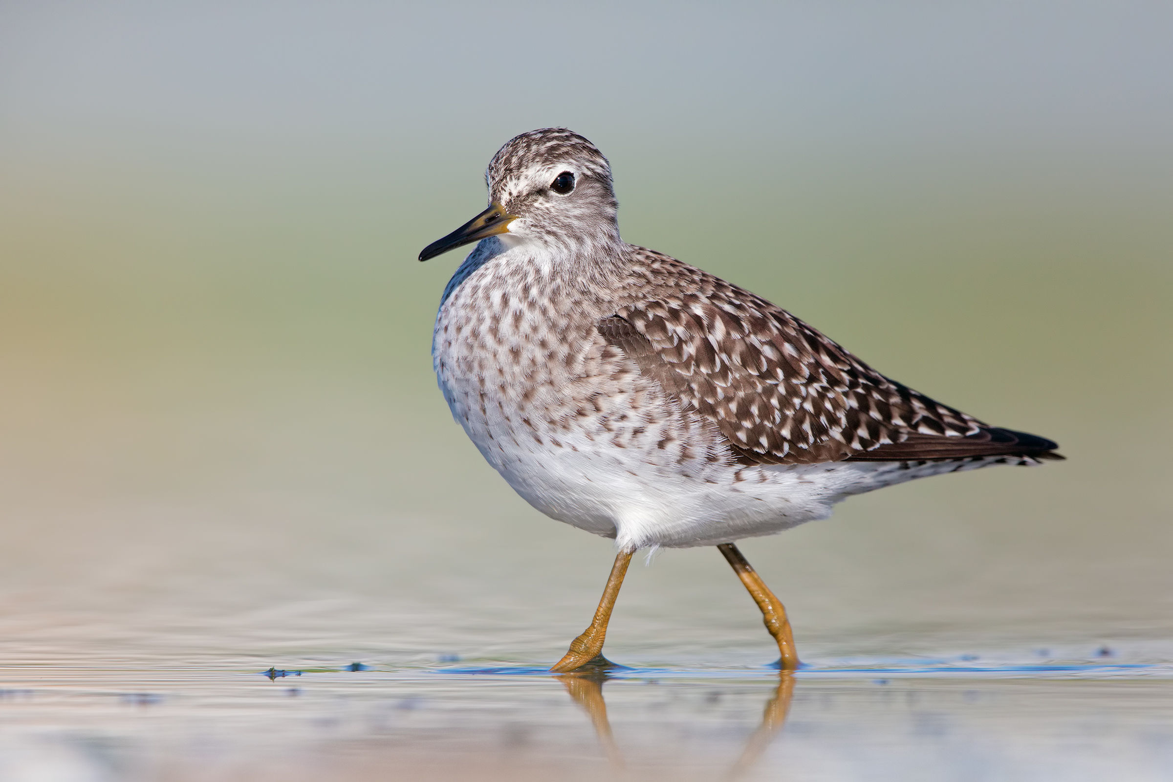 Wood Sandpiper