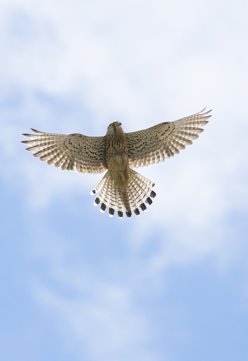 Kestrel