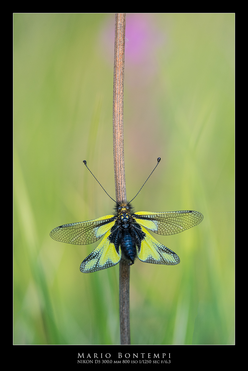 Libelloides coccajus