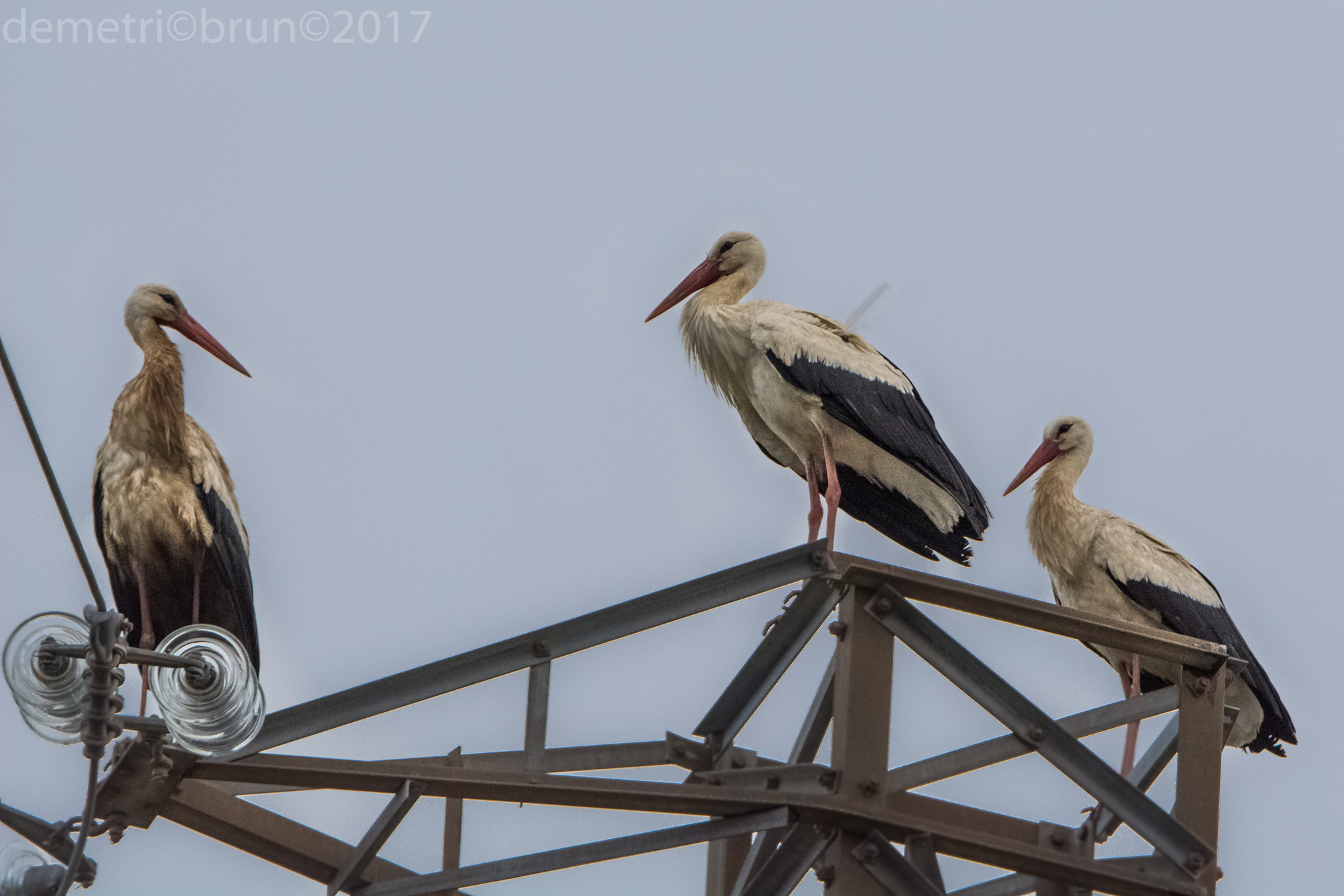 Storks