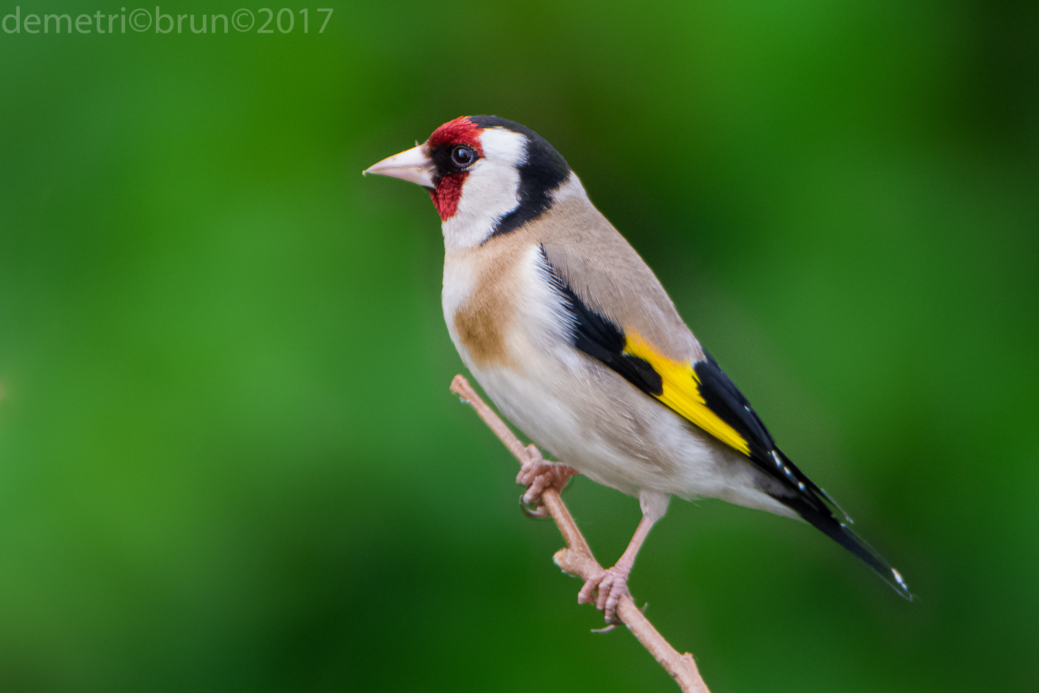 Goldfinch male