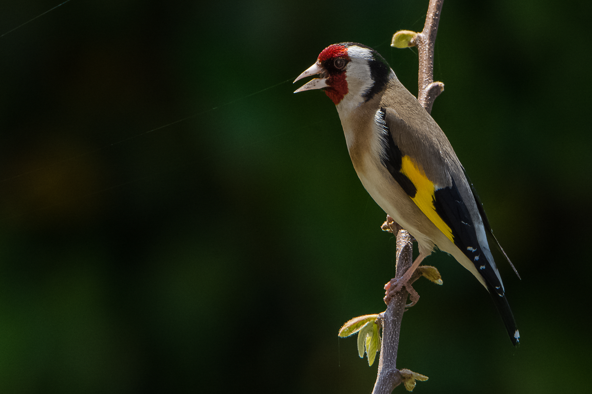 Goldfinch male