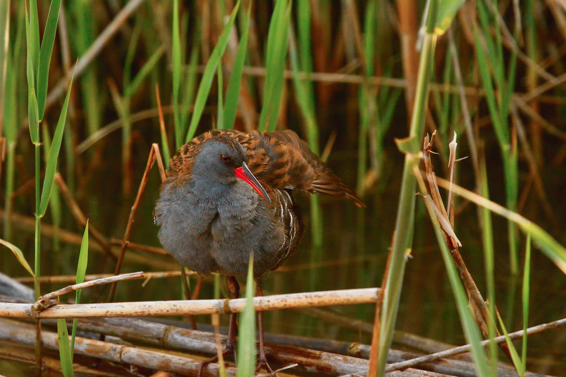 The awakening of the Water Rail
