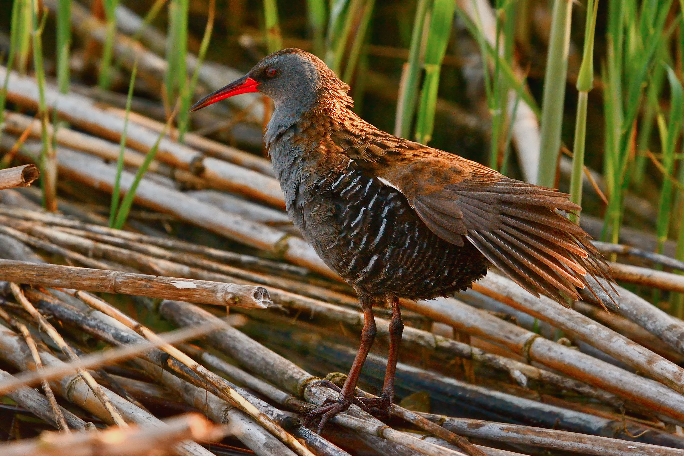 The fetched the Water Rail
