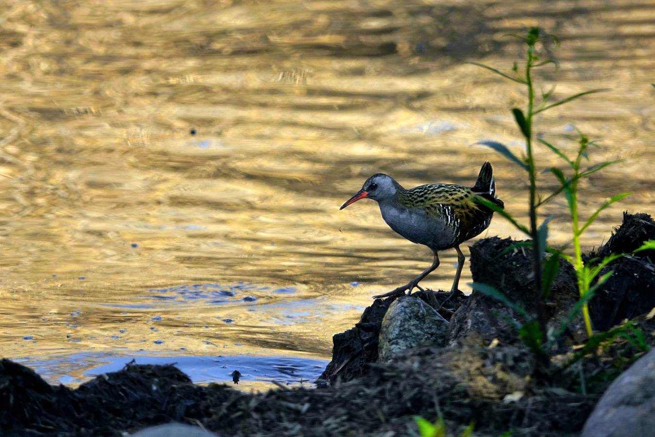 the dawn of the water rail