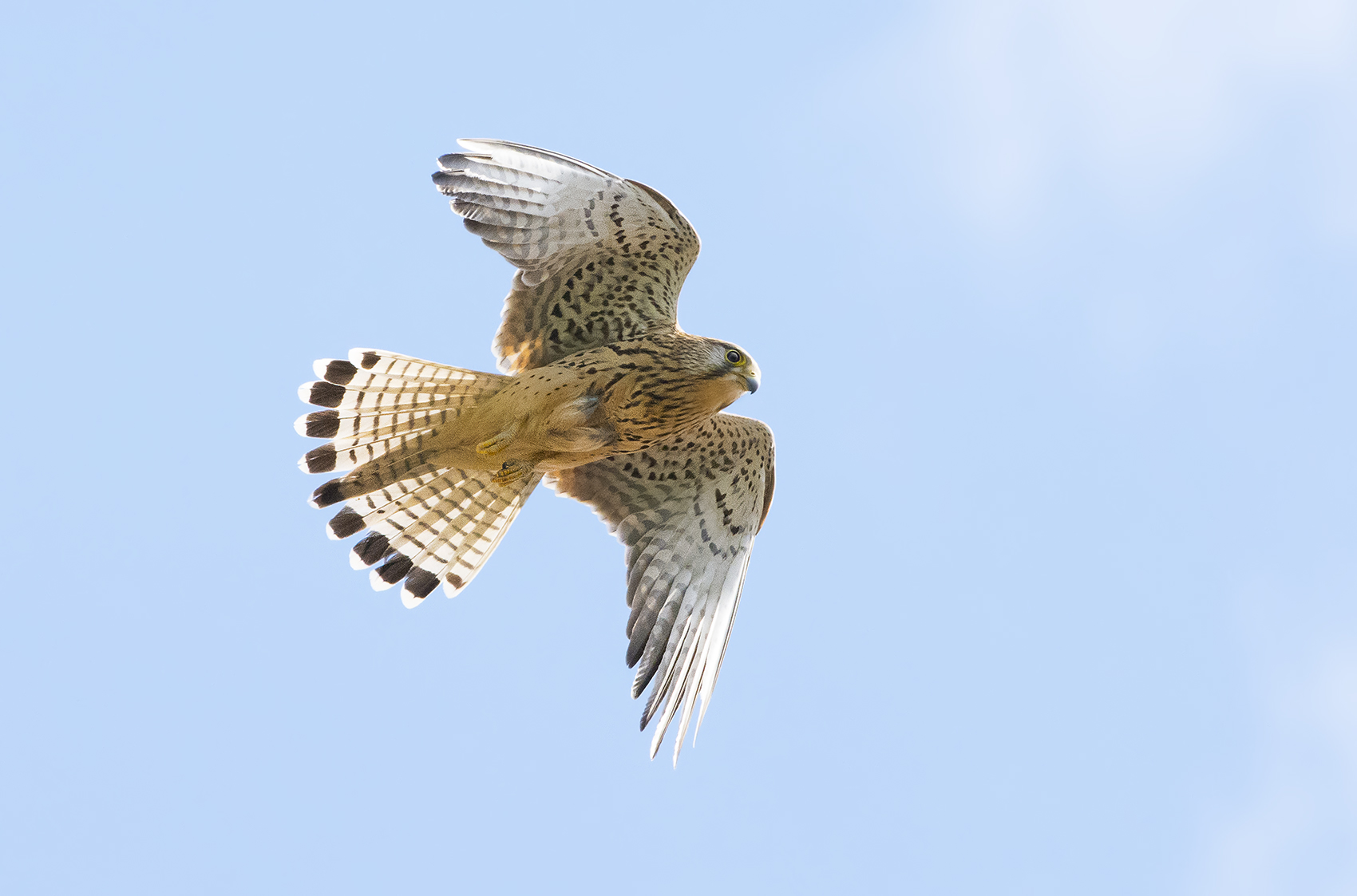 Kestrel