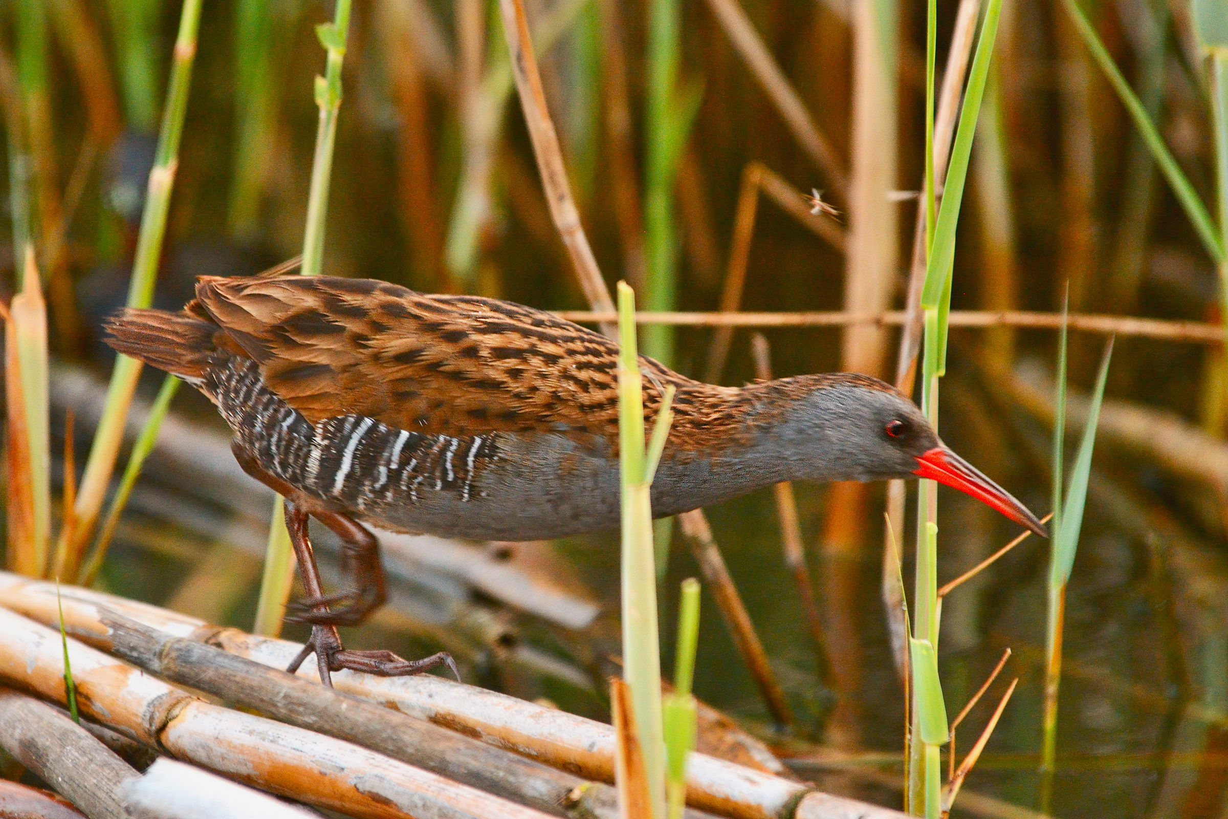 Water Rail hunting