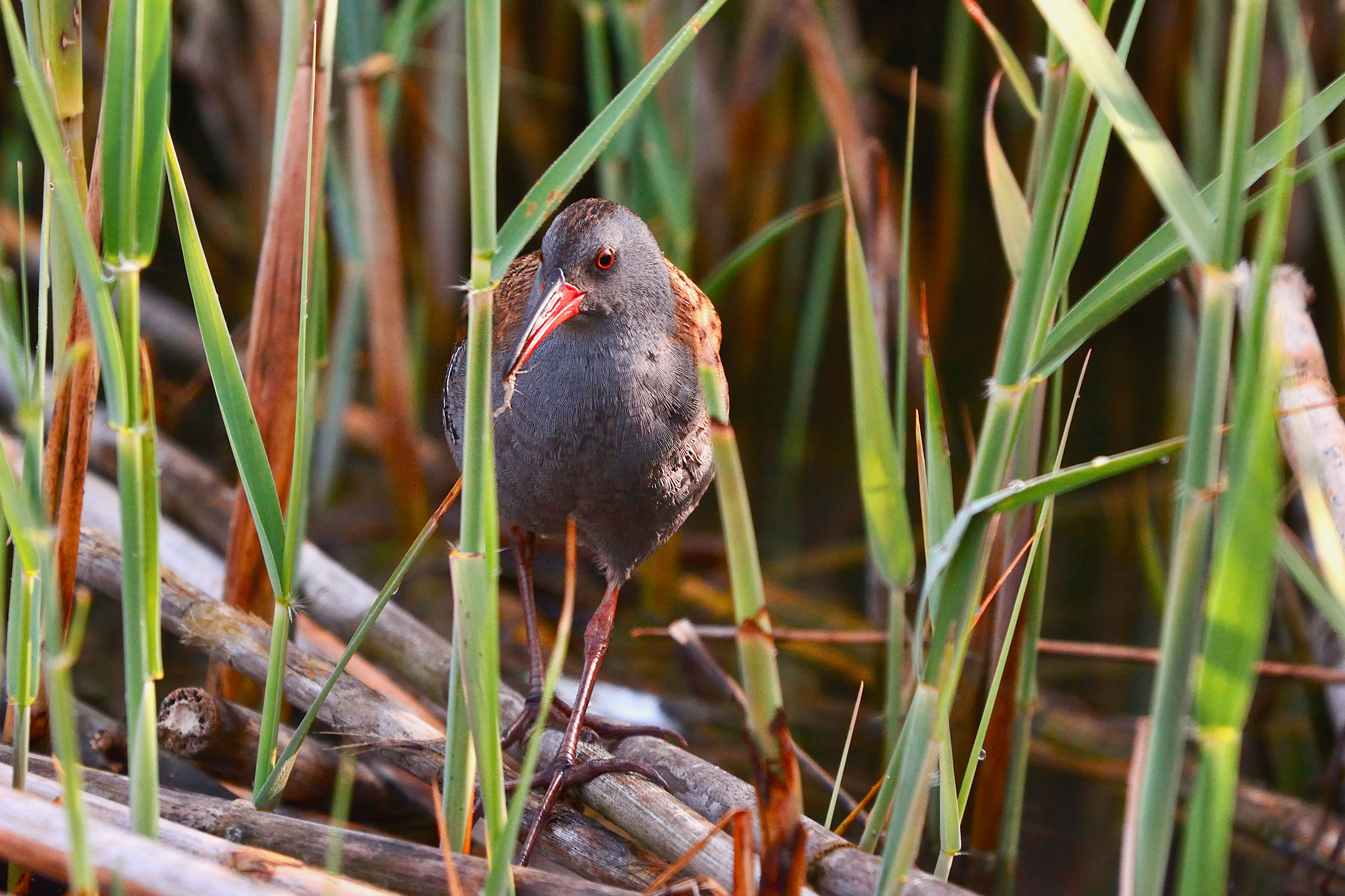 Water Rail set