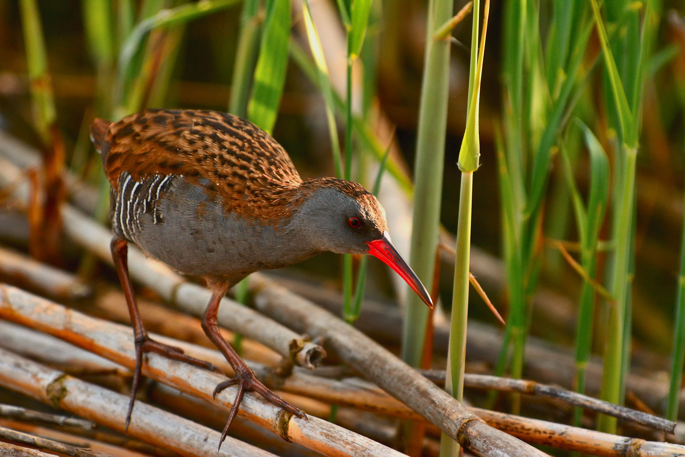 Water Rail