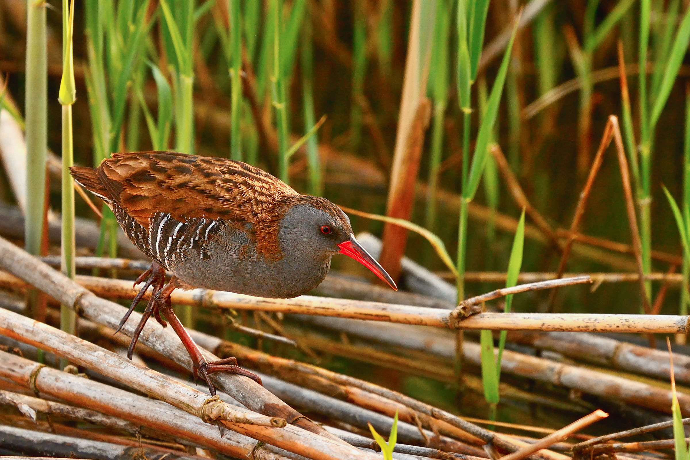 Water Rail