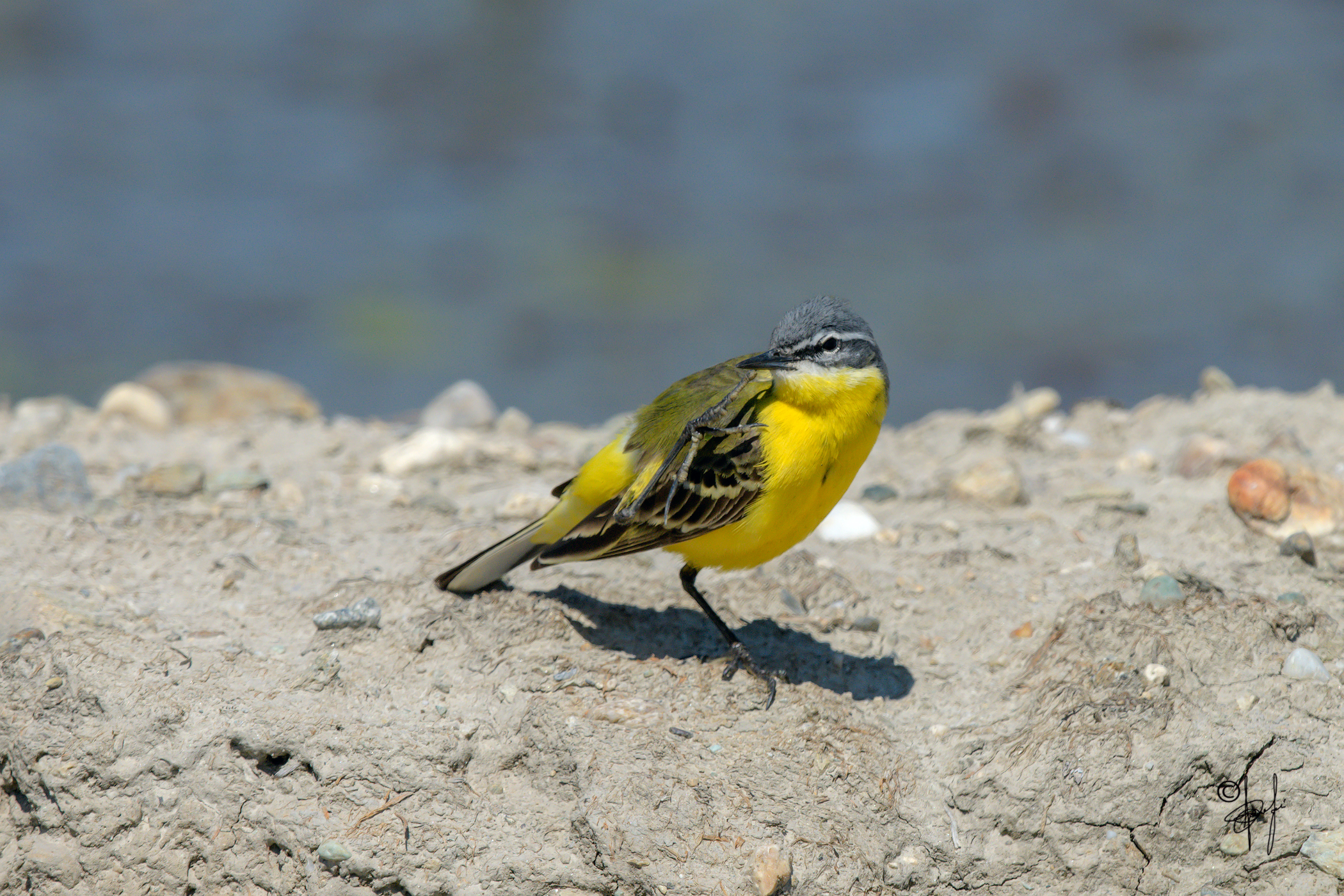 Yellow Wagtail