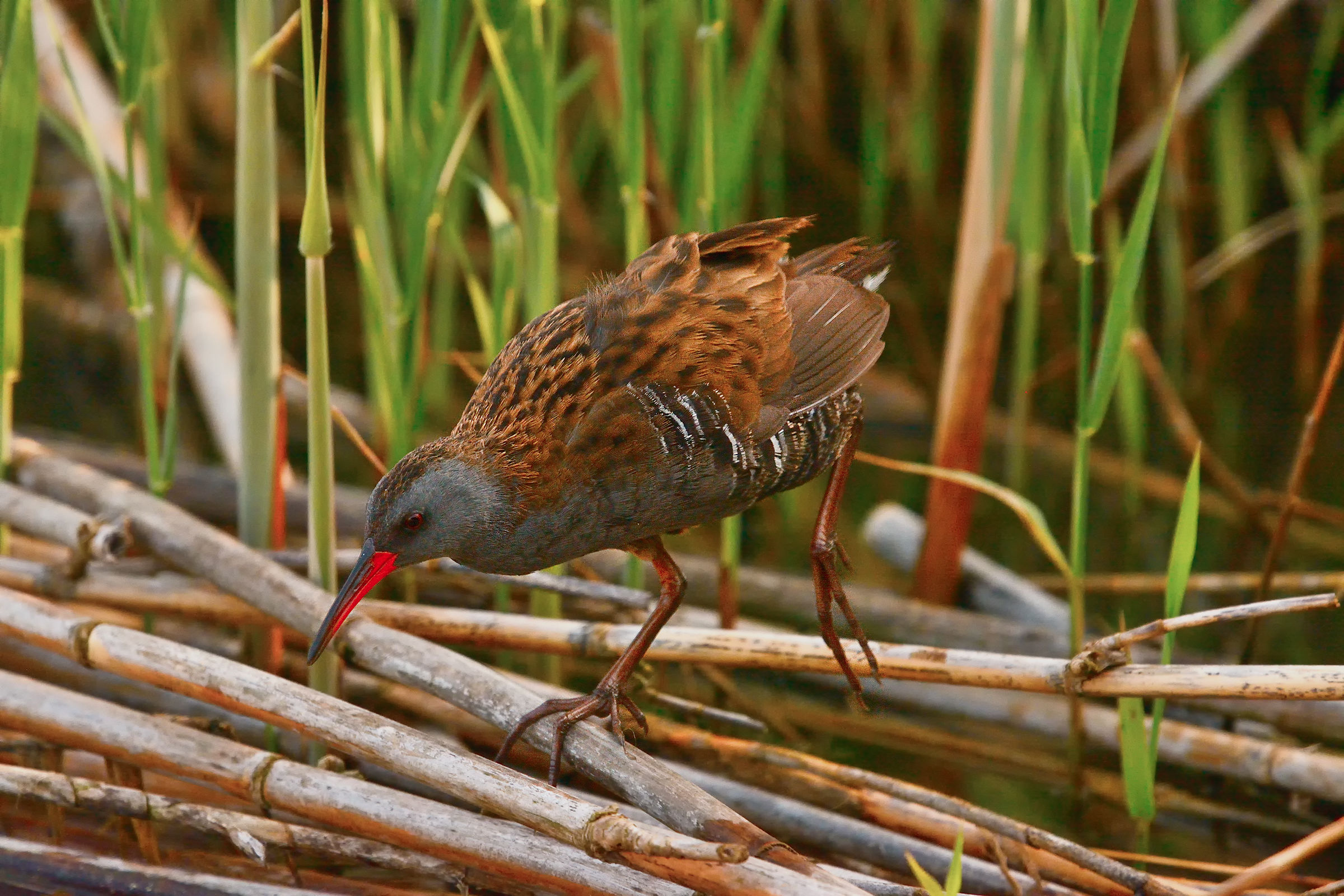 The Water Rail