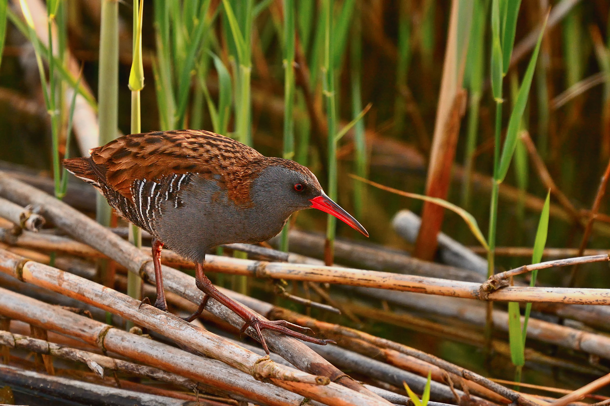 water rail