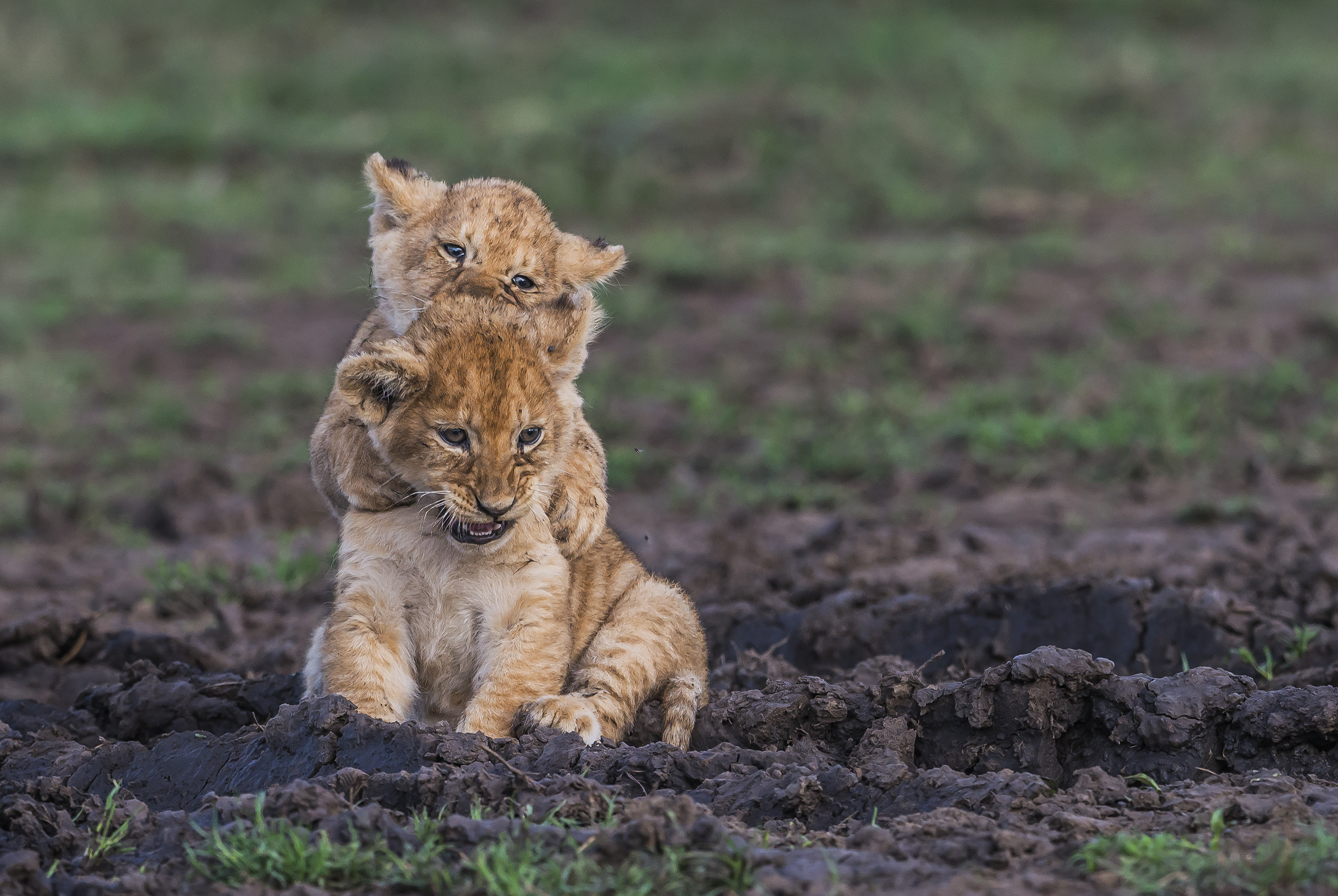 Tanzania 2017 - Teneri giochi
