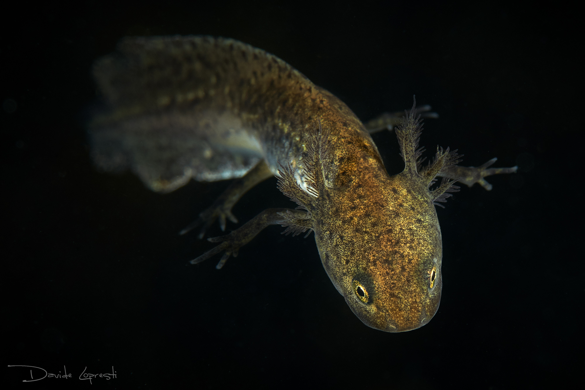 Tritone Alpino, esemplare neotenico